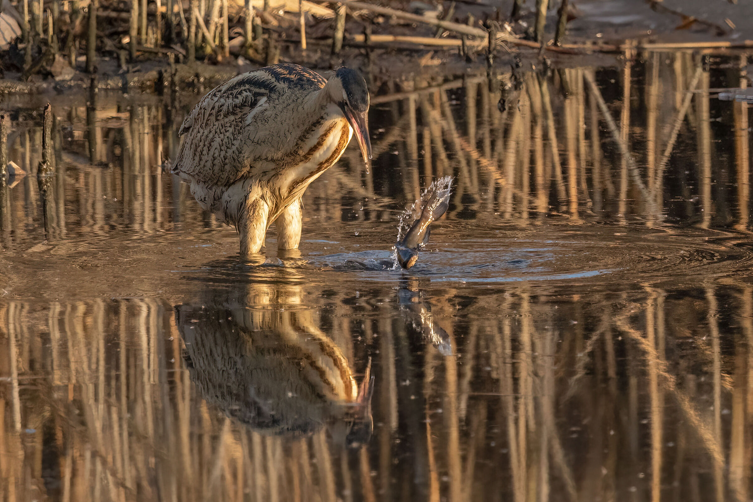 unfortunate bittern.....