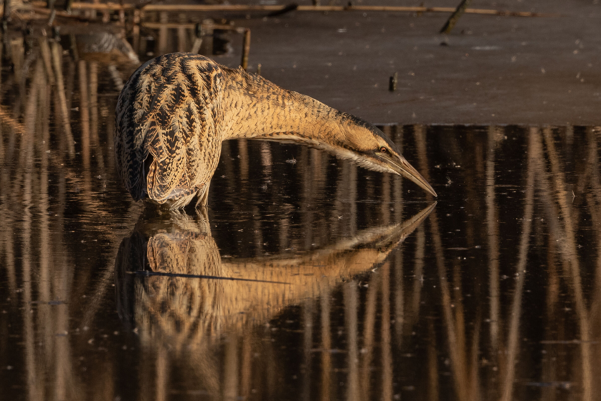 reflected bittern...