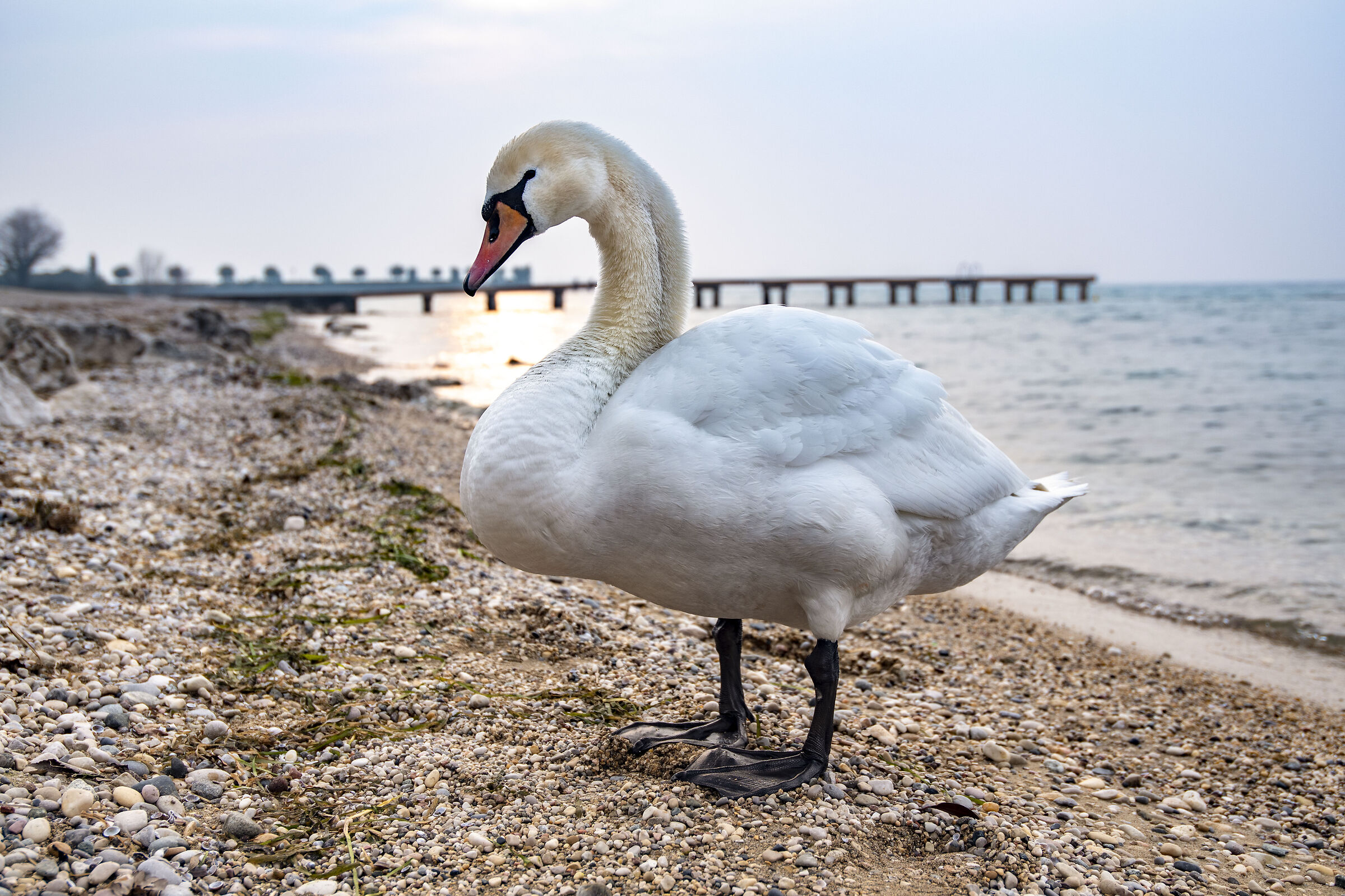 On the beach of Garda