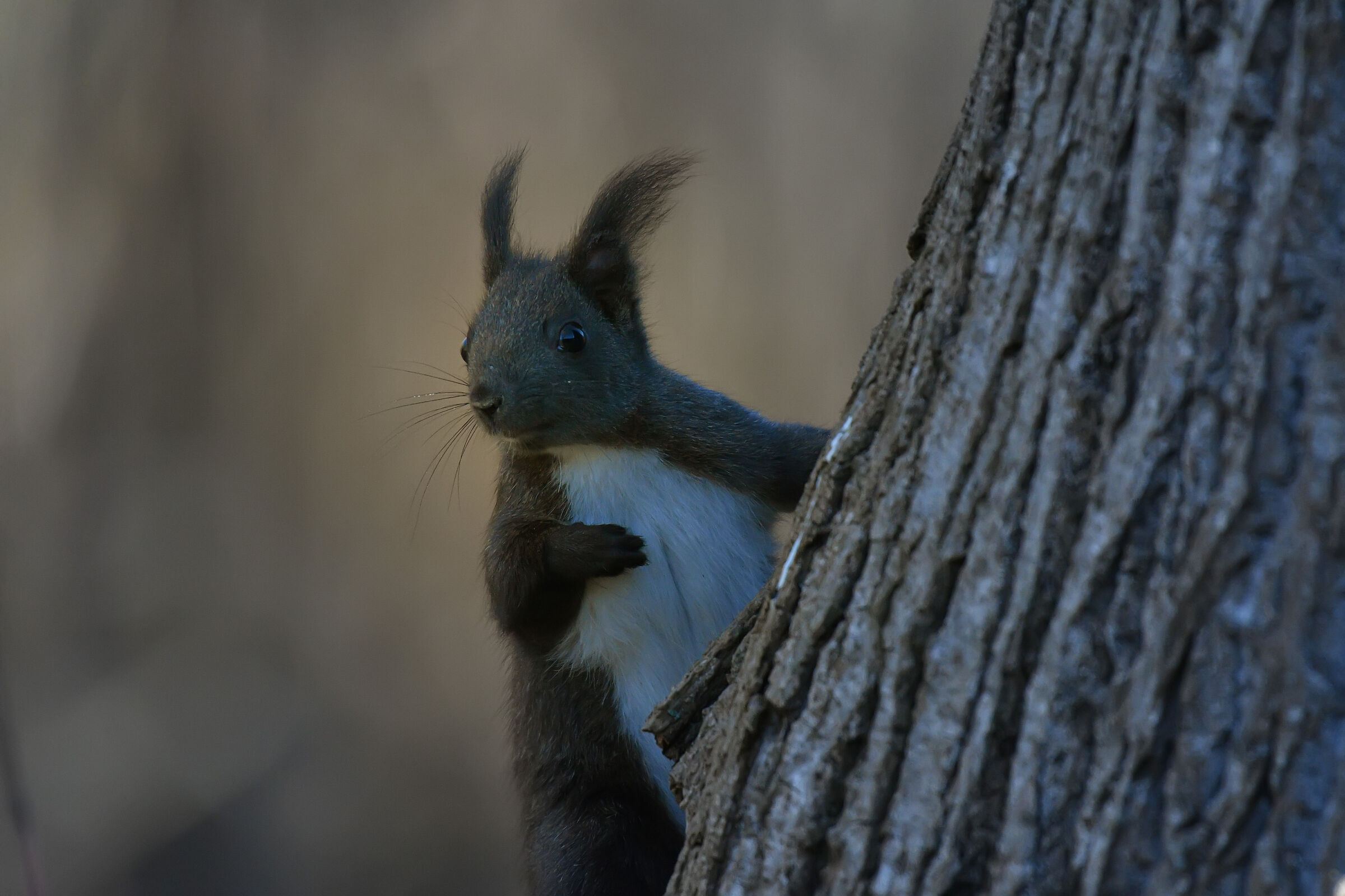 Scoiattolo Mediterraneo