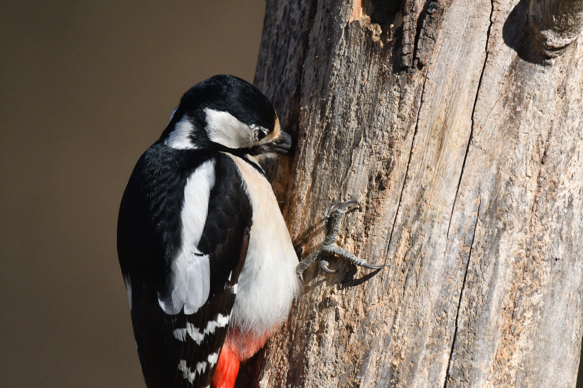 Picchio rosso maggiore