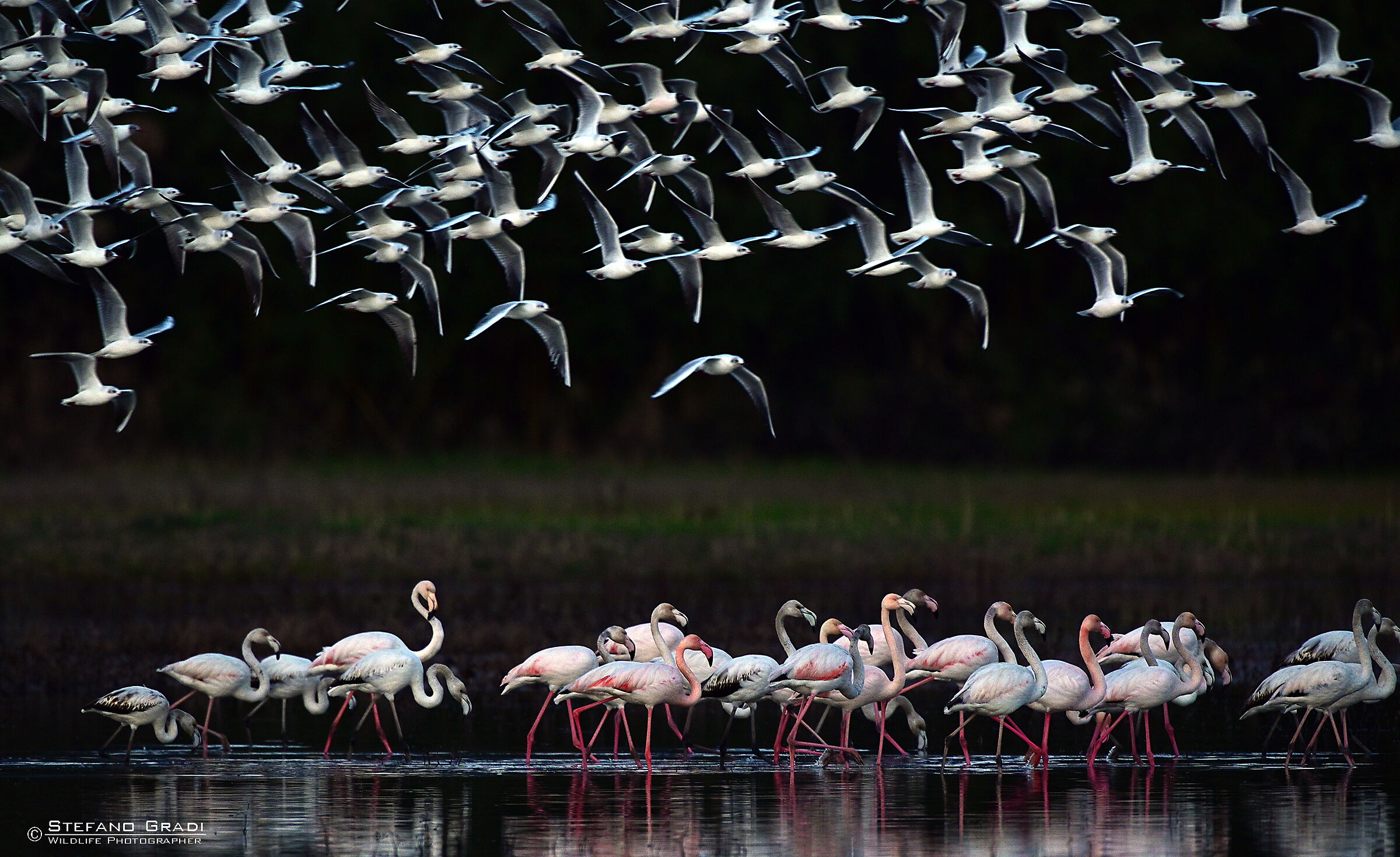 flamingos and seagulls