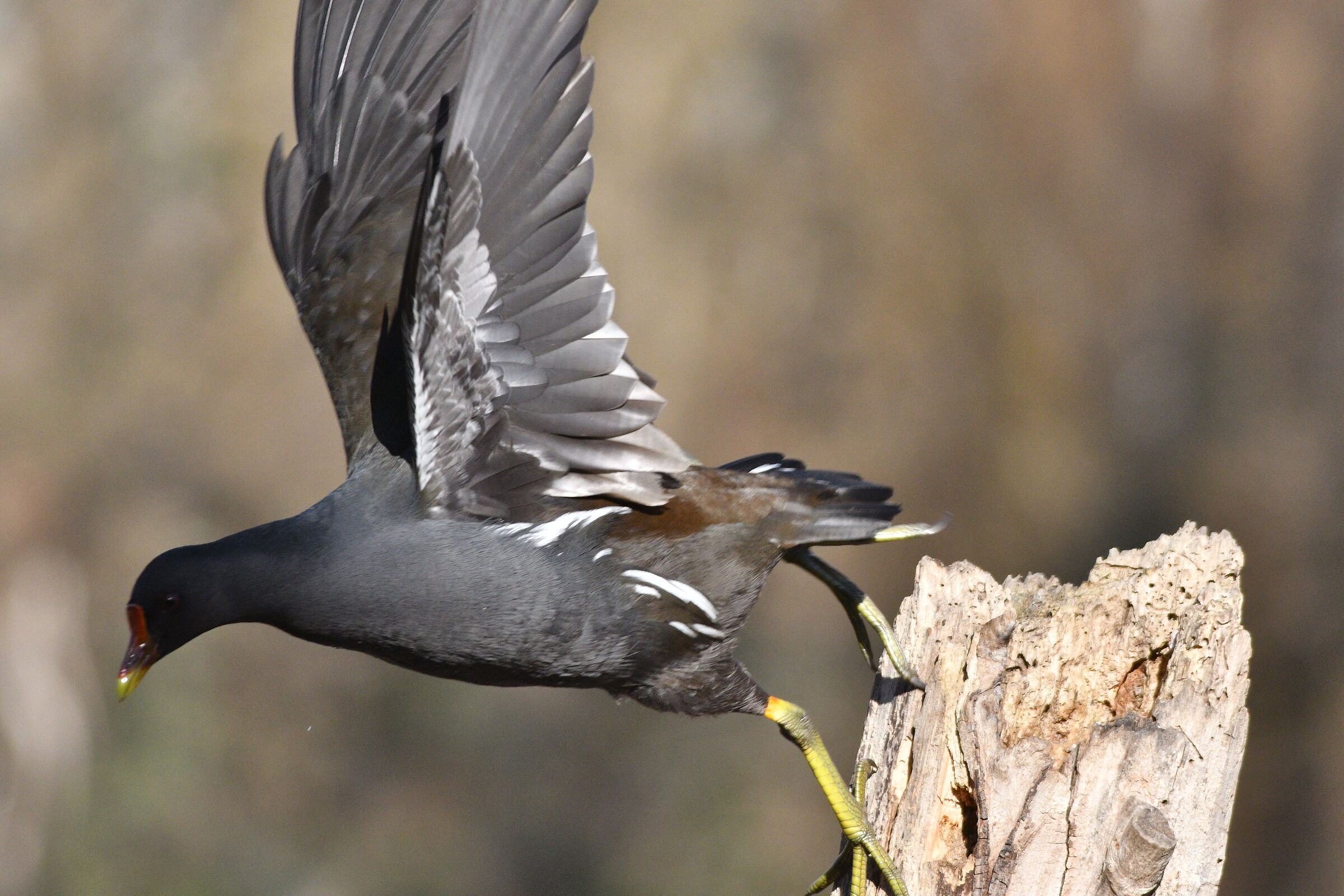 Gallinella d'acqua