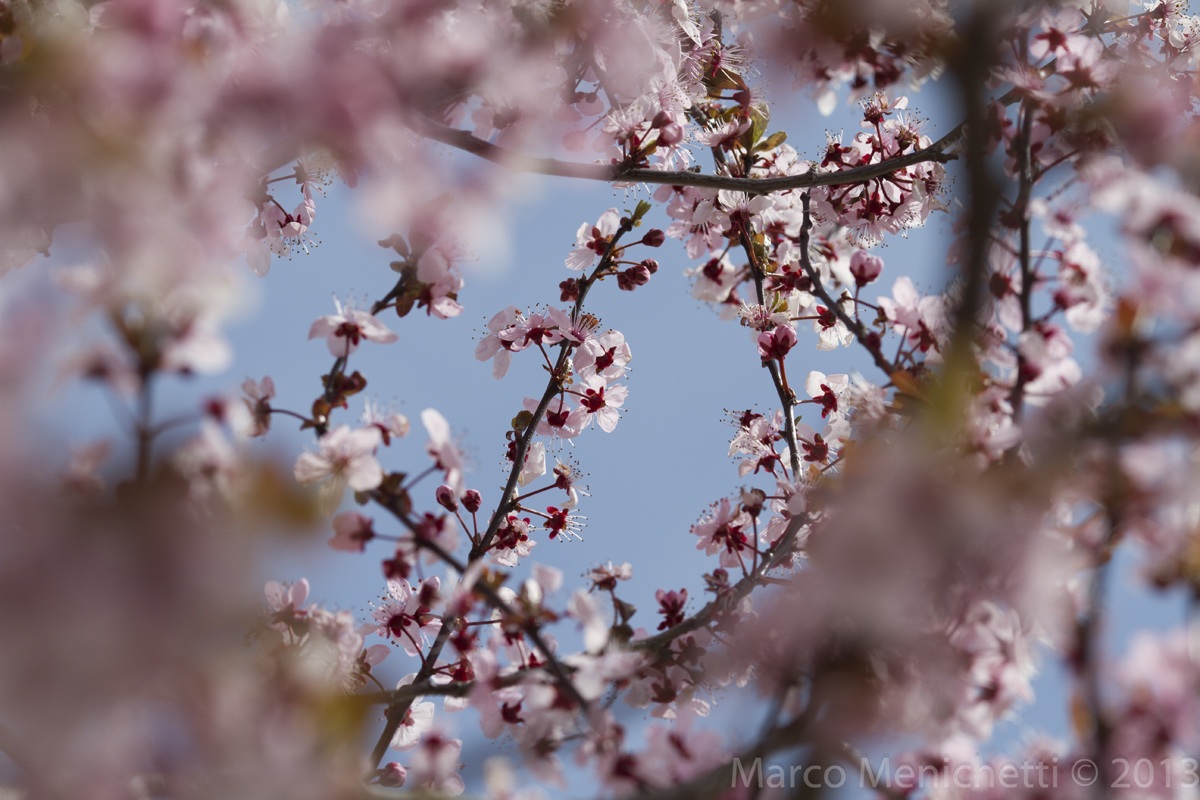 Accenni di primavera