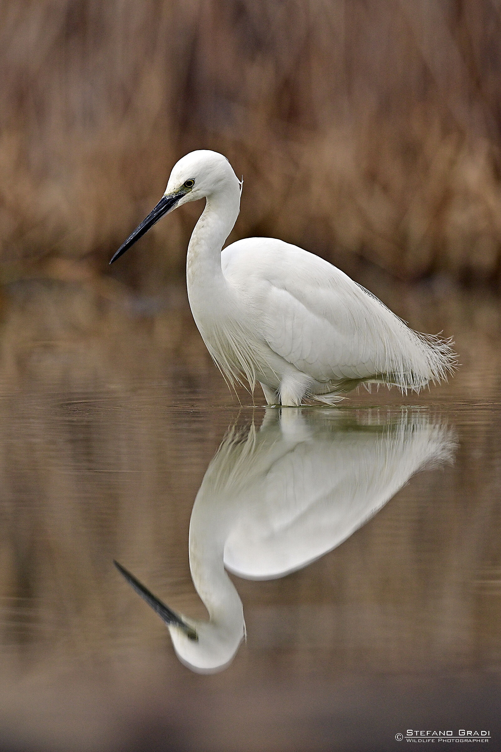 reflected egret