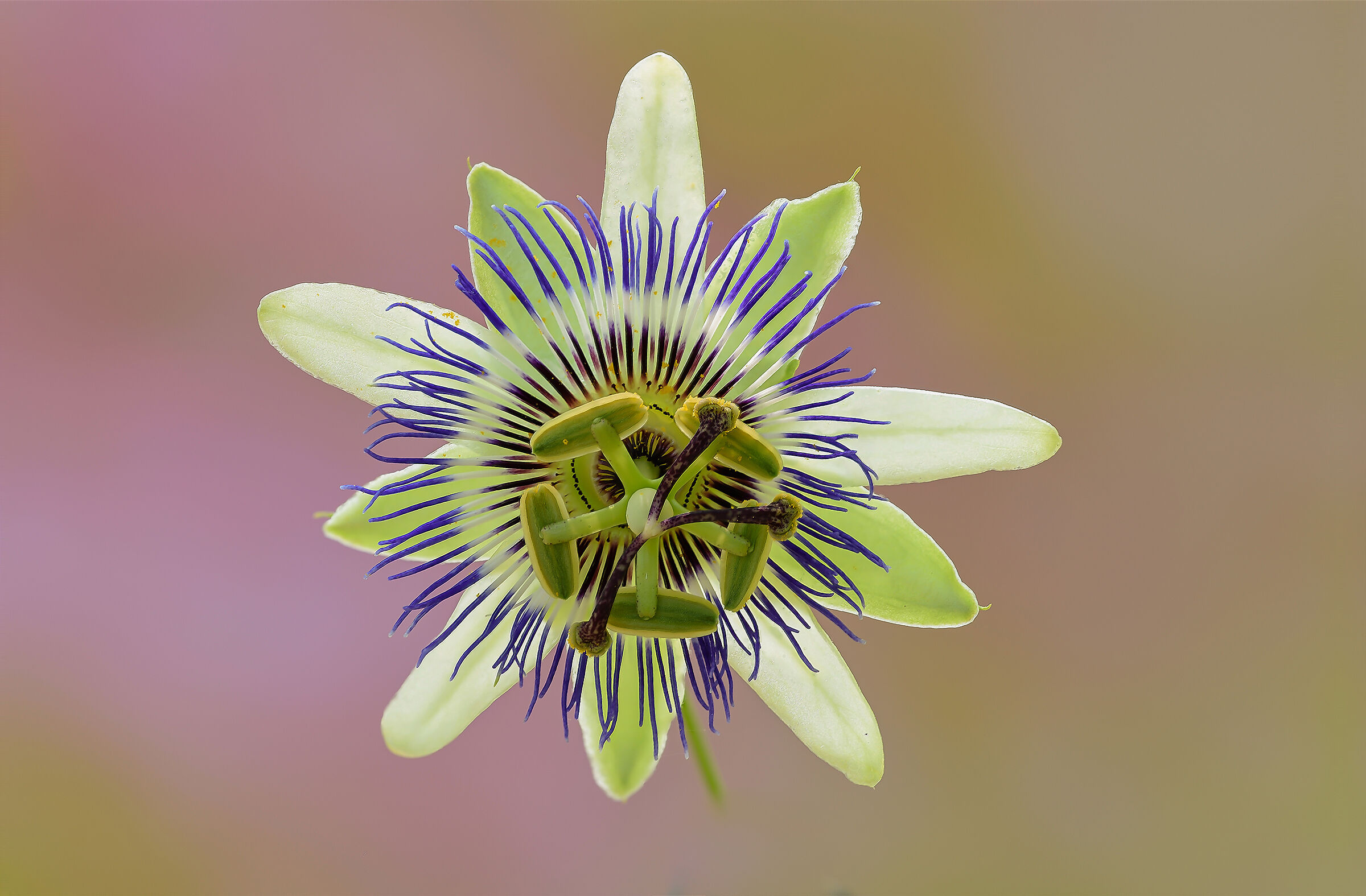 Passiflora