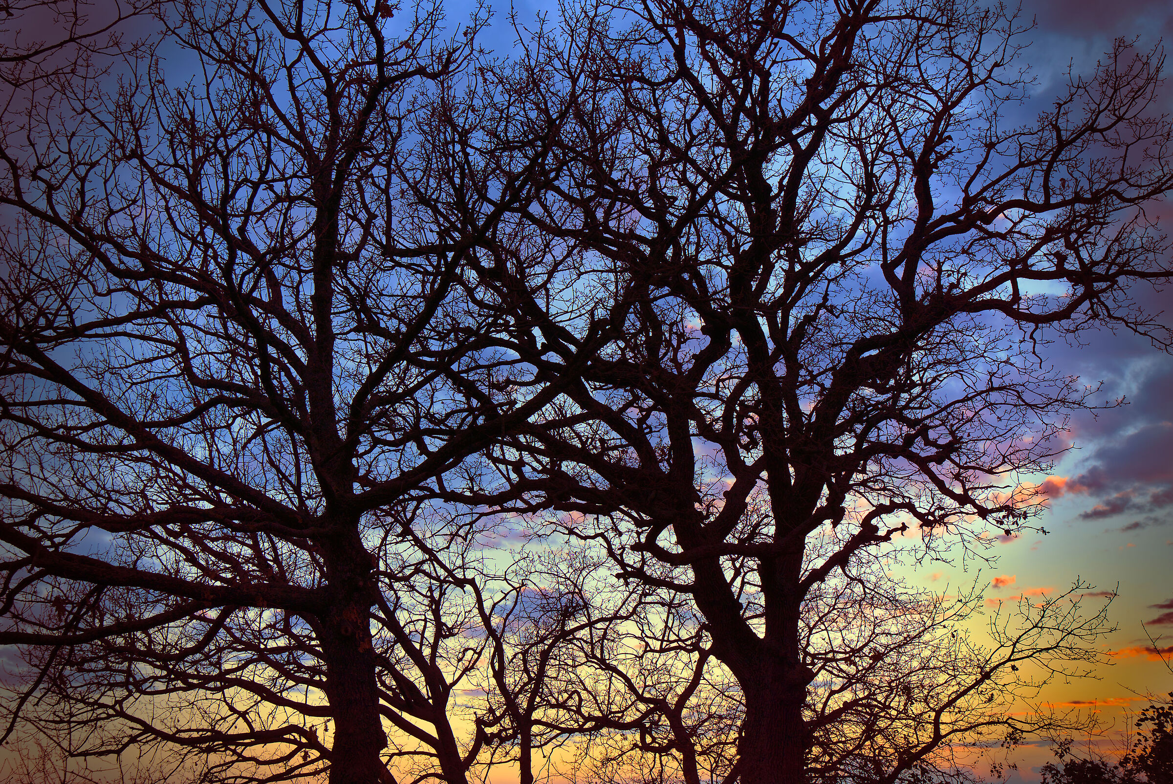 Into the trees