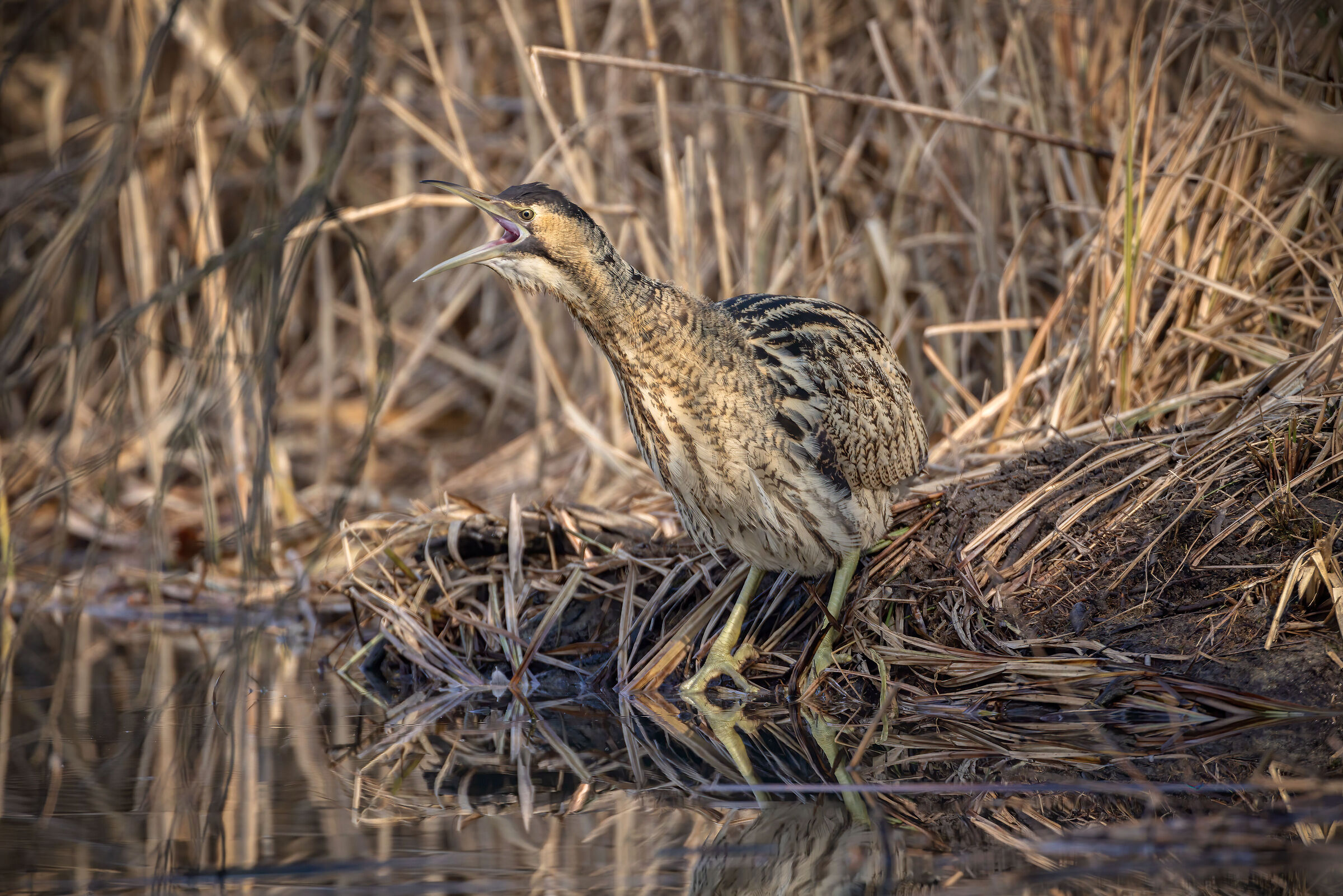The scream of the Bittern