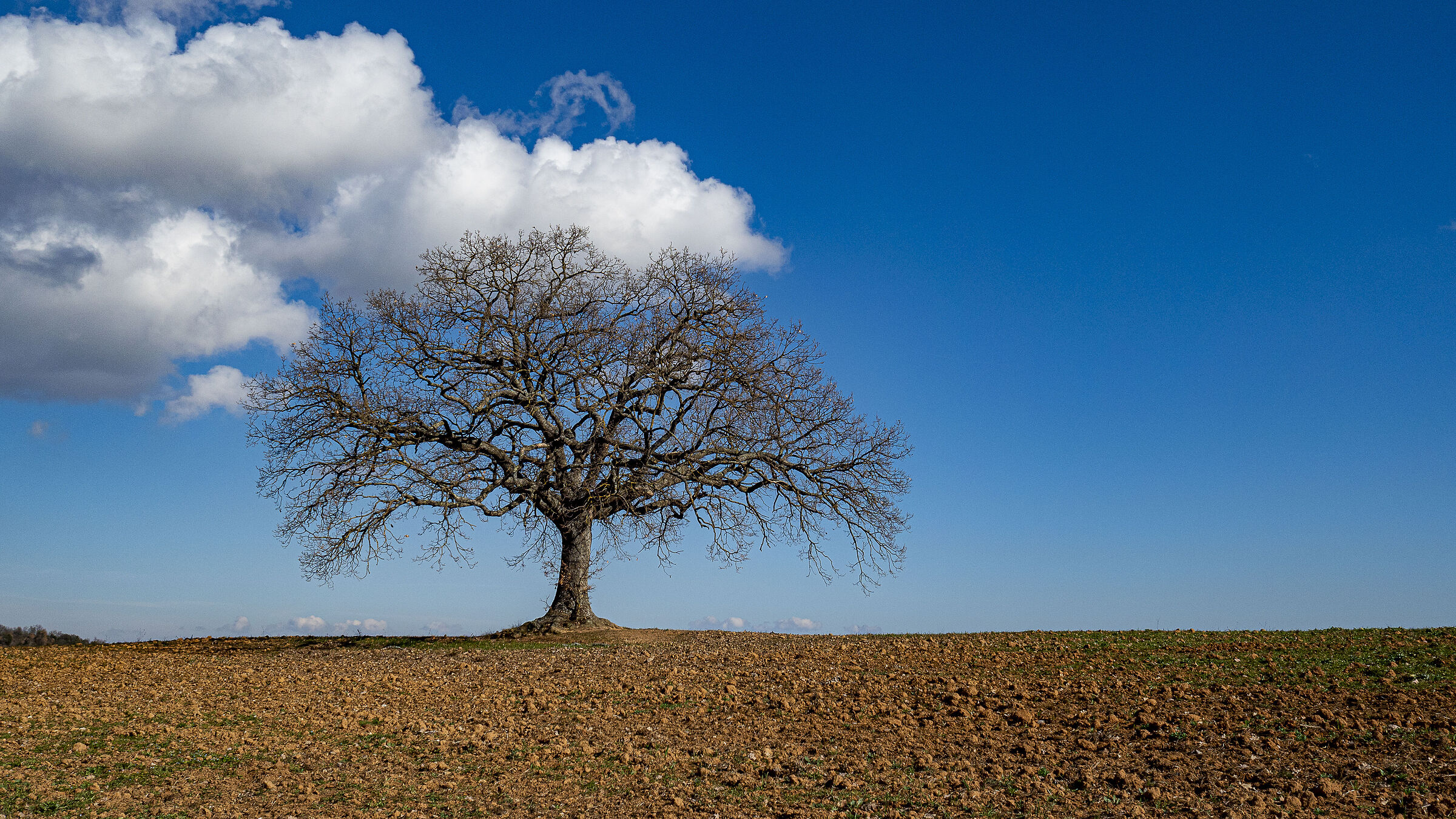 Majestic solitude