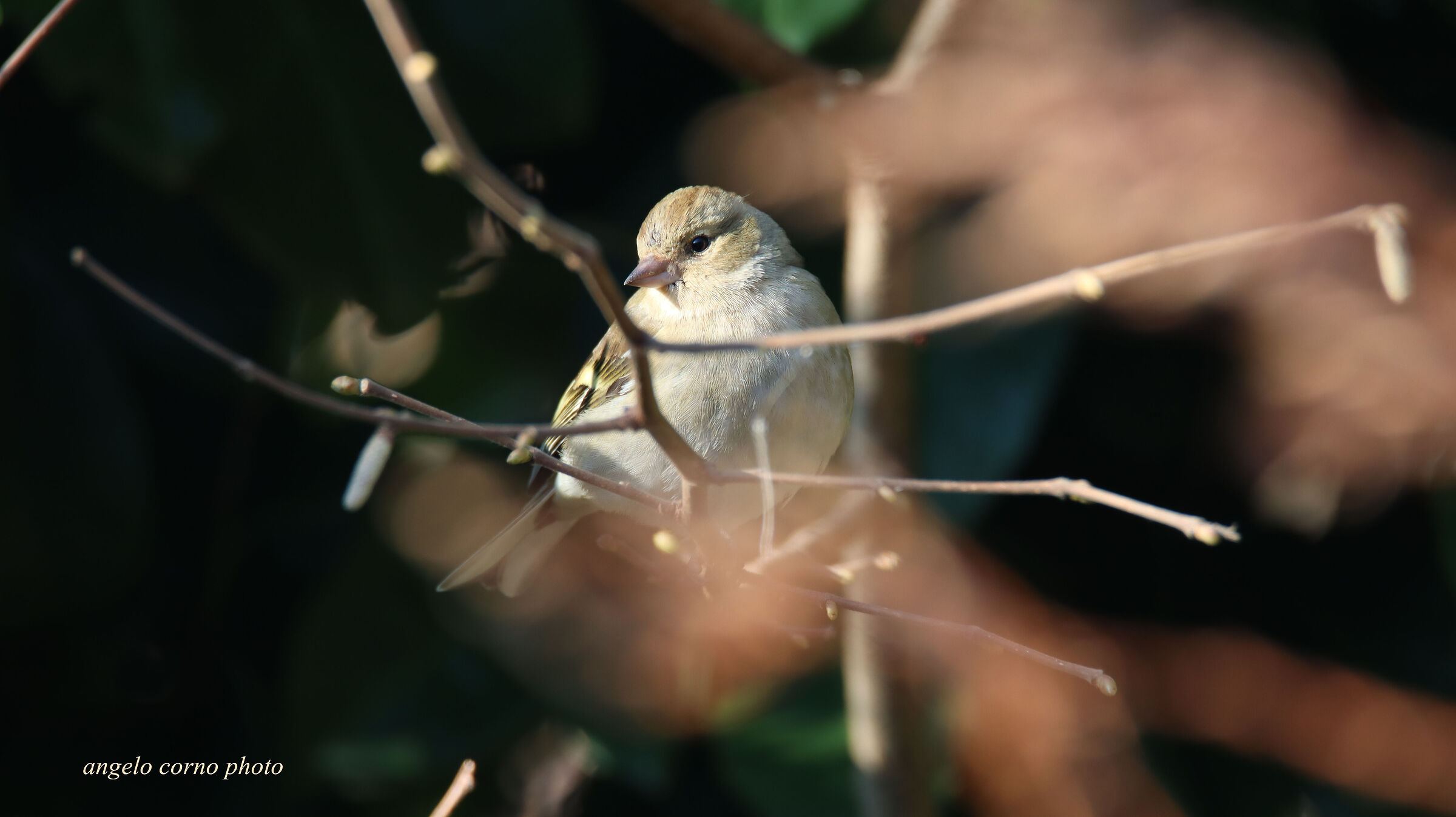 female chaffinch