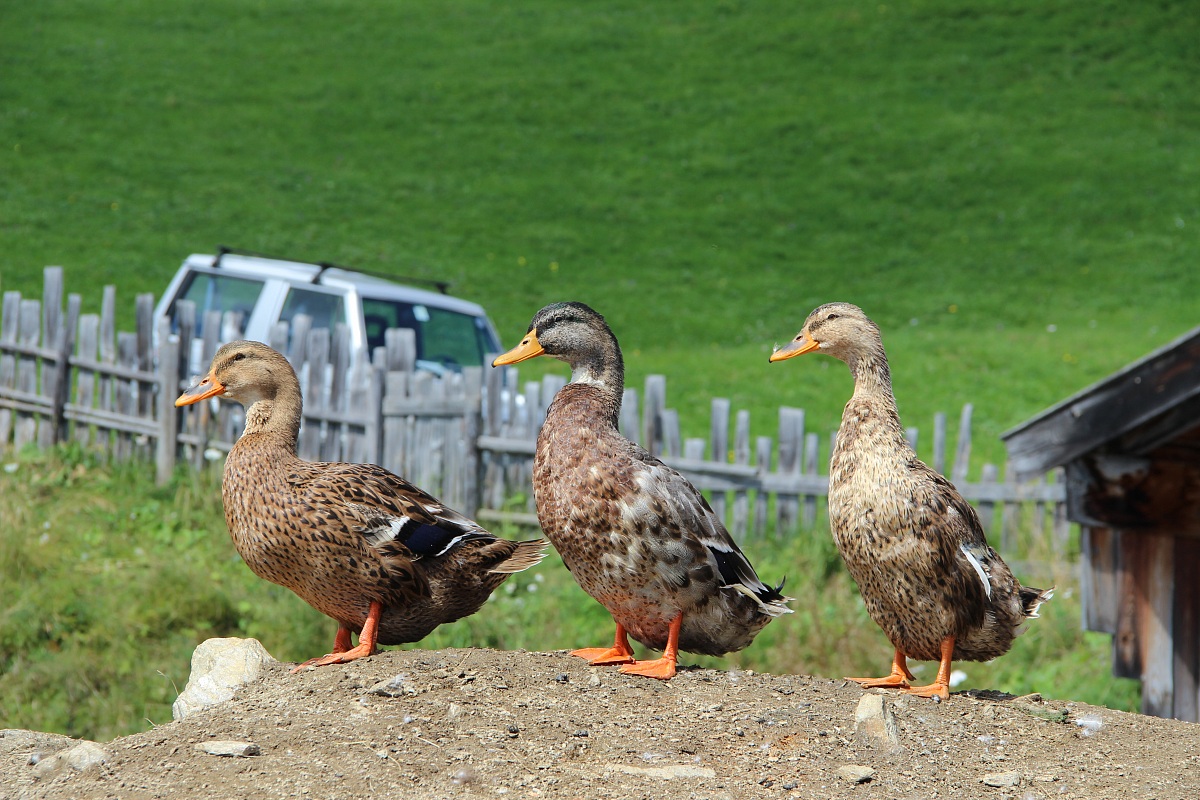 Anatre di monte Cavallo