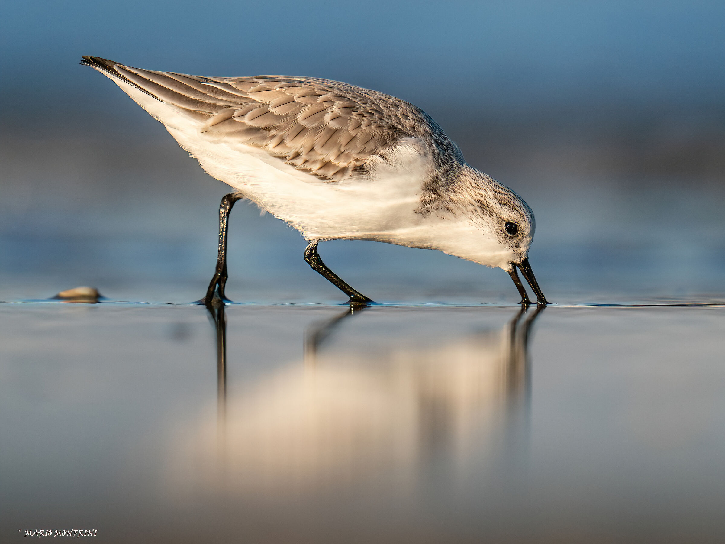 Three-toed sandpiper in feeding