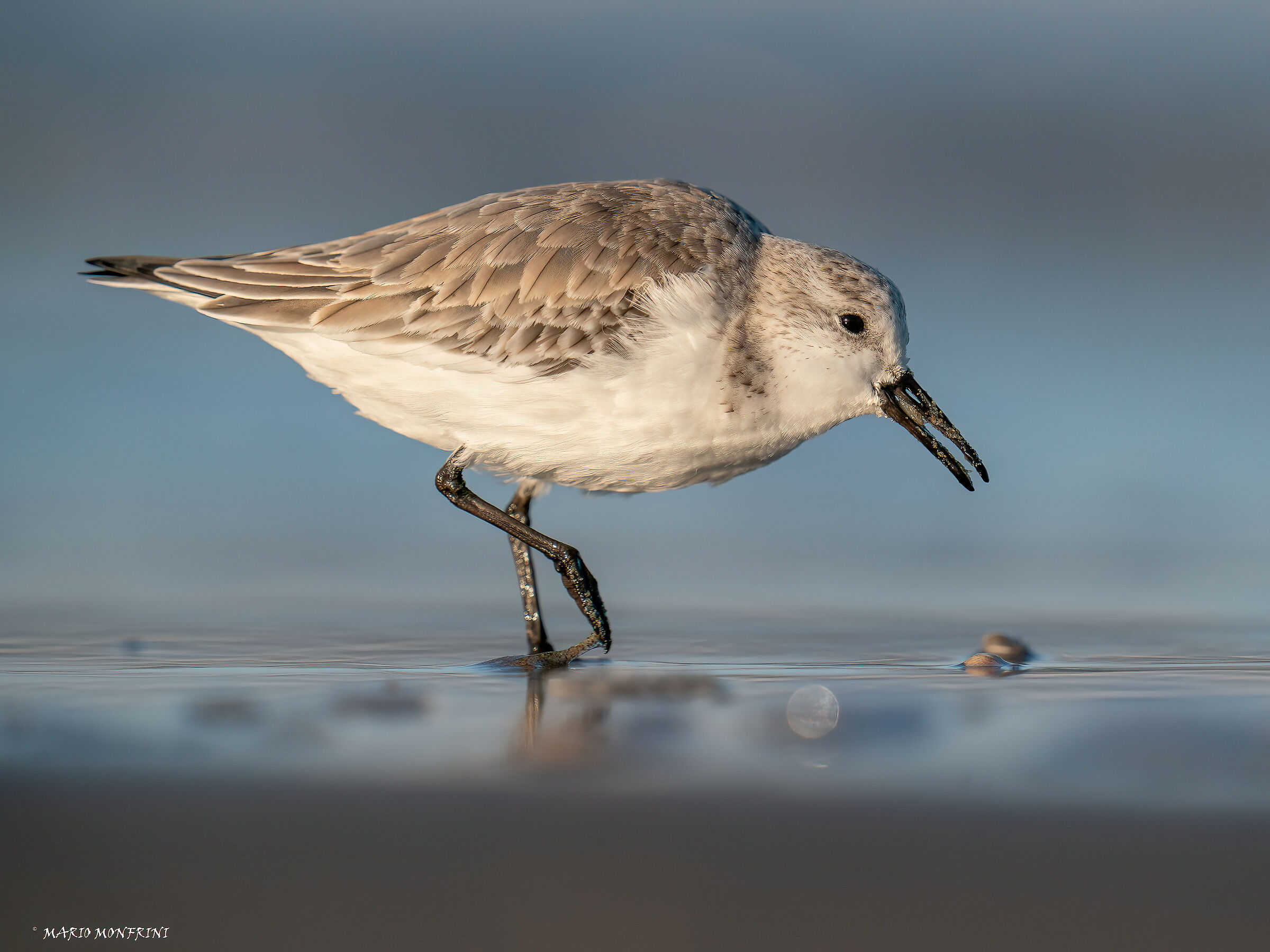 Three-toed sandpiper in the trophic phase