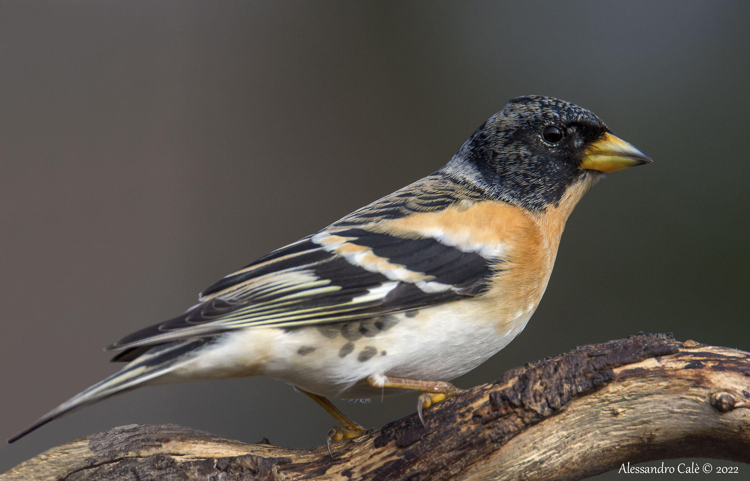 Fringilla montifringilla (Peppola) 6185