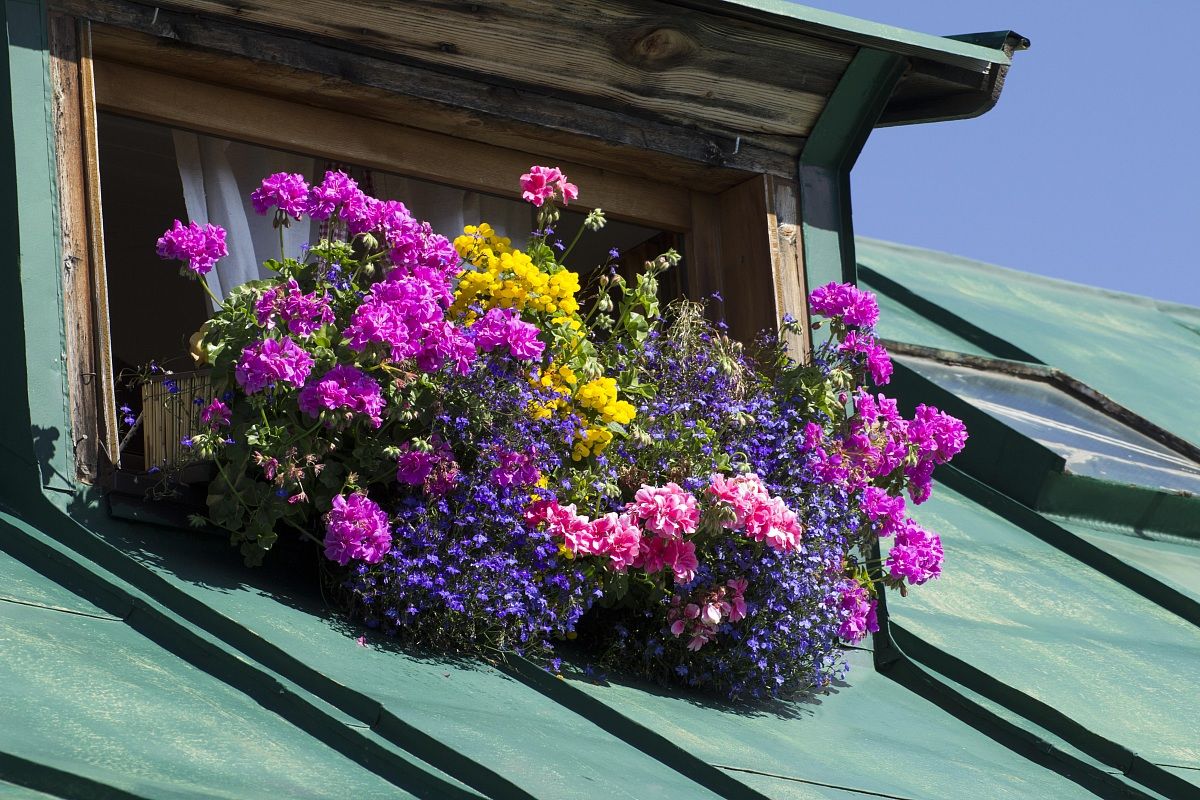 Fiori rifugio Gallina