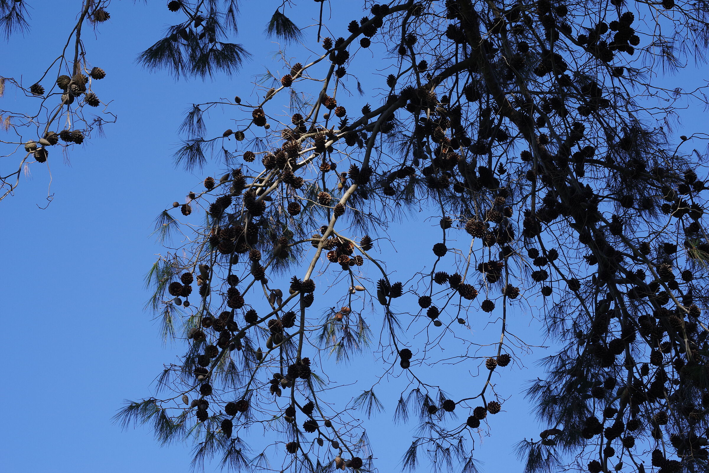 my Latina (central park) daytime