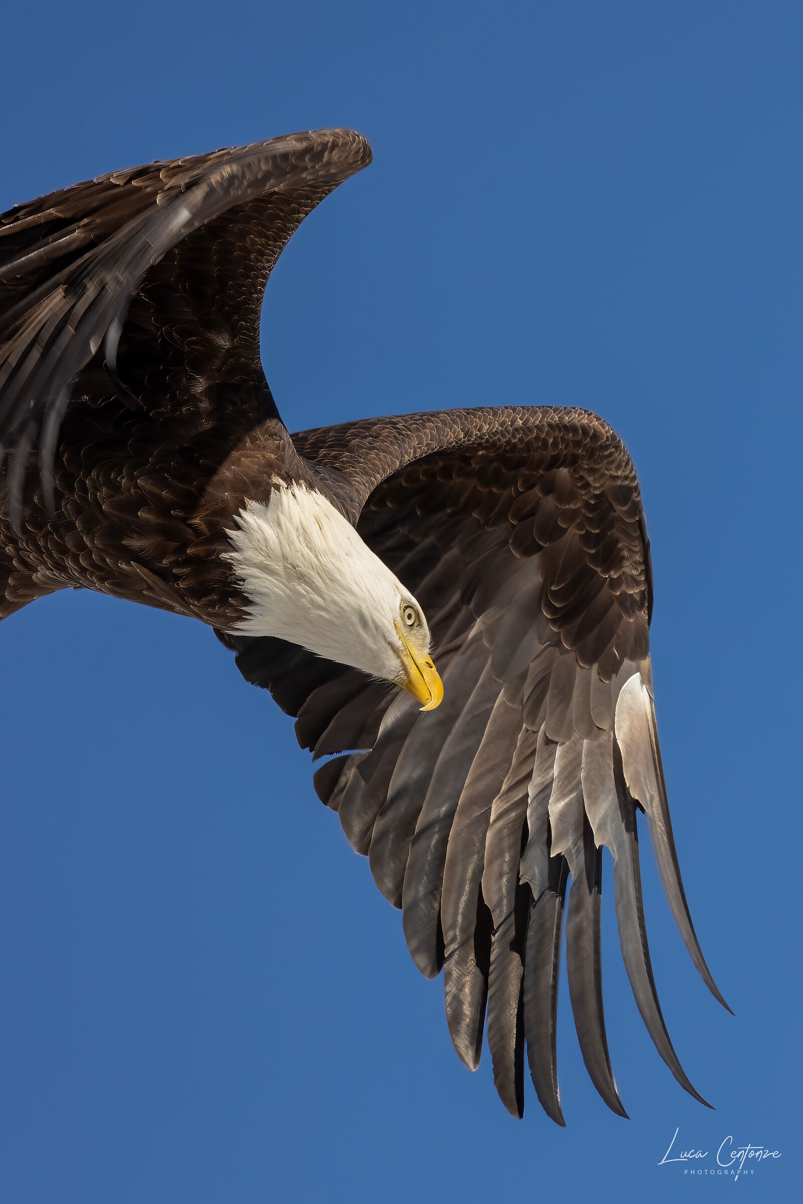 Bald Eagle (Haliaeetus leucocephalus)