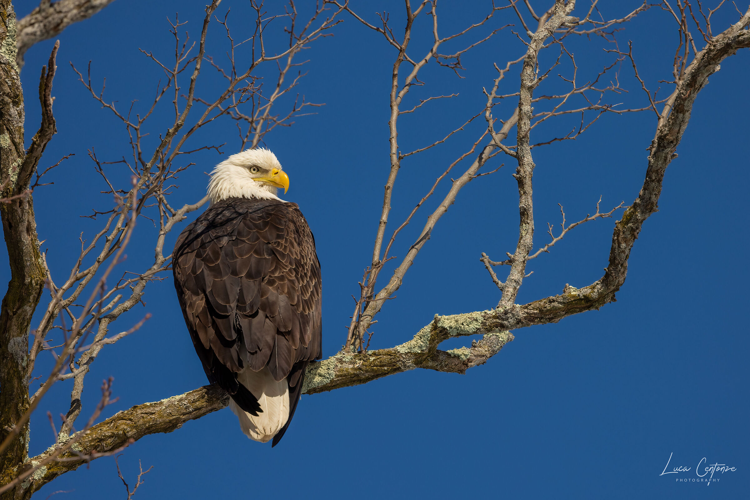Bald Eagle (Haliaeetus leucocephalus)
