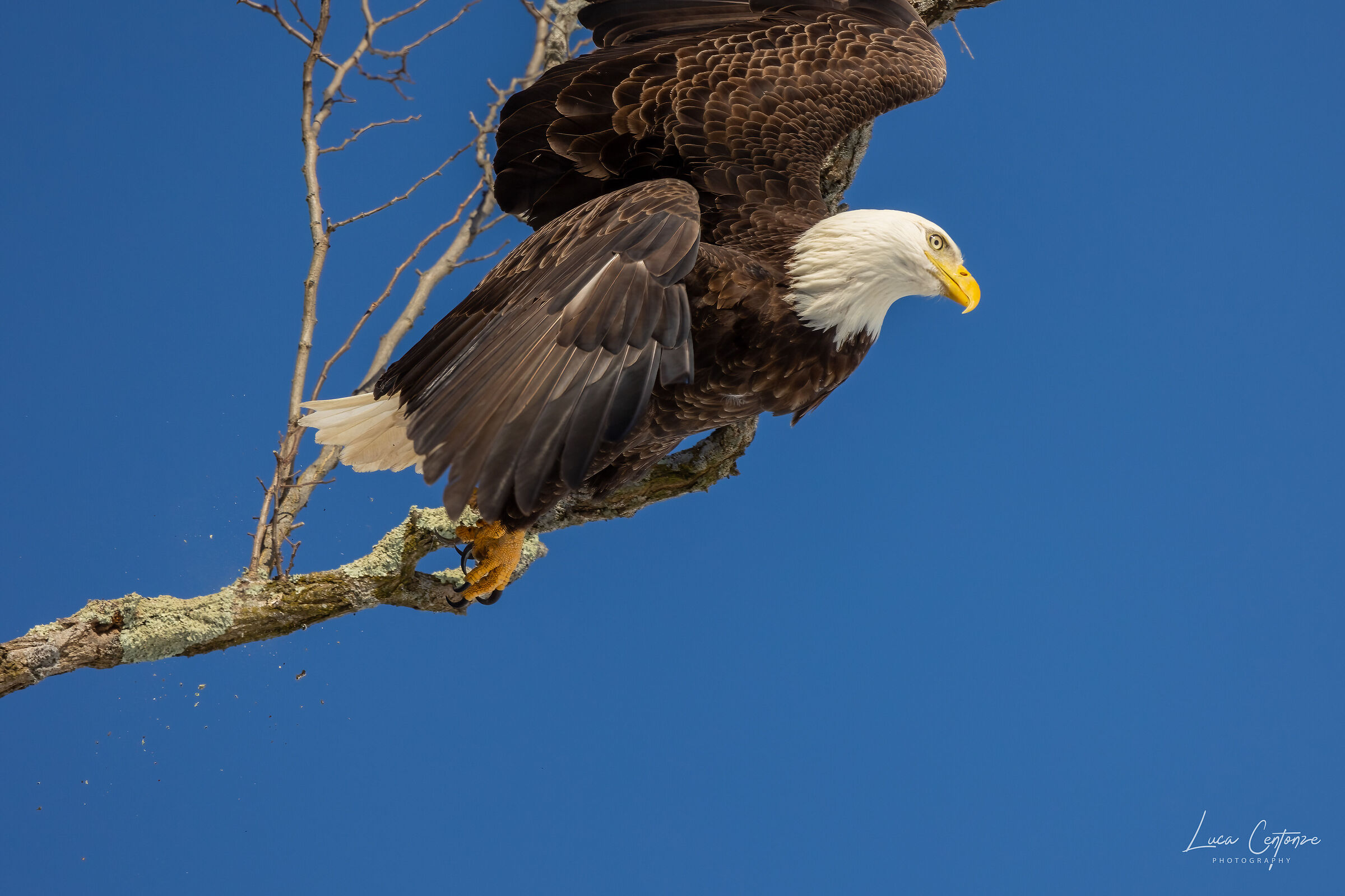 Bald Eagle (Haliaeetus leucocephalus)