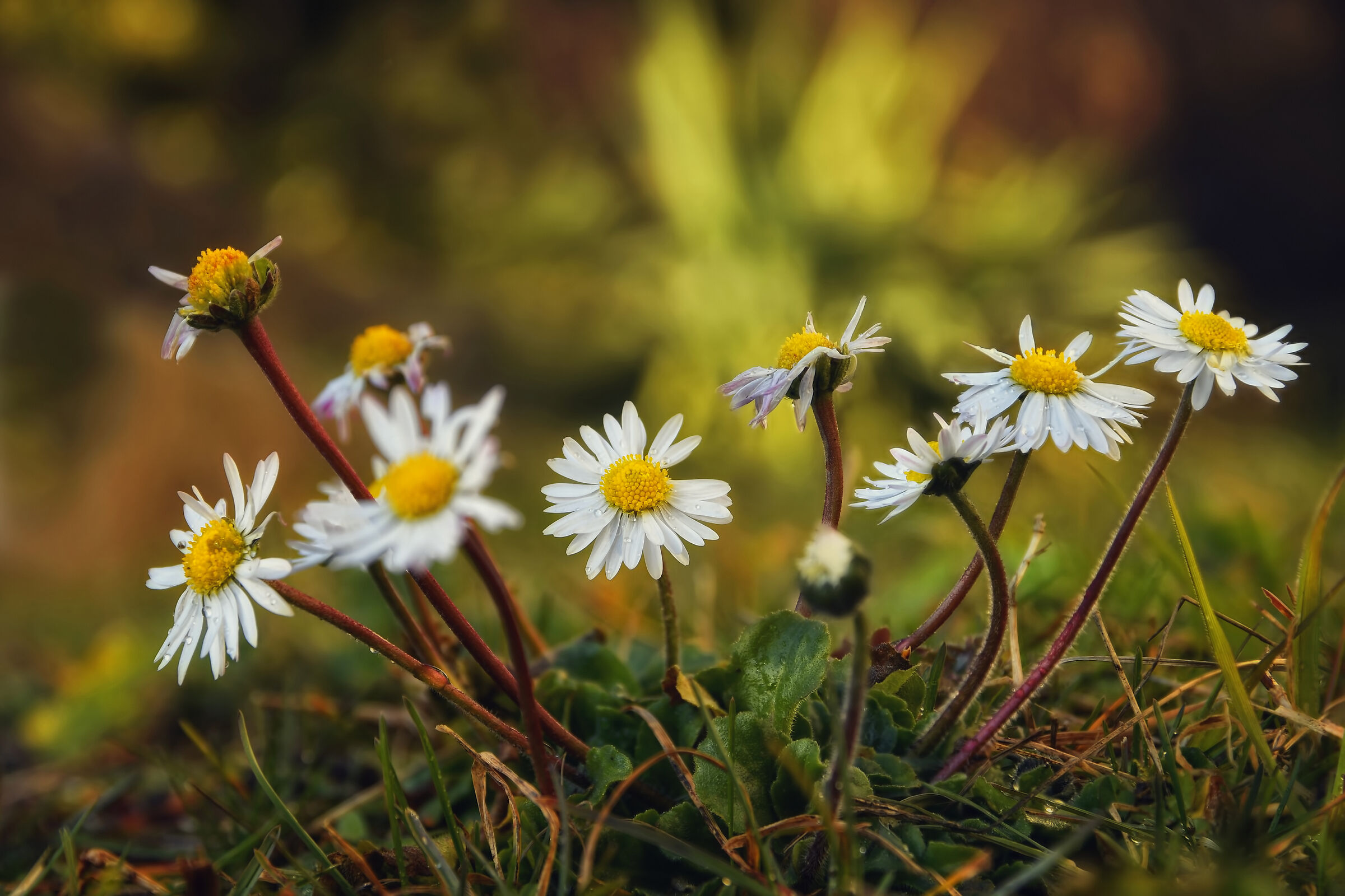 Primavere di febbraio
