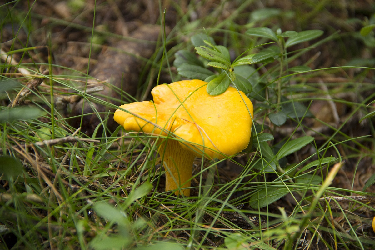 Finfarlo o gallinaccio