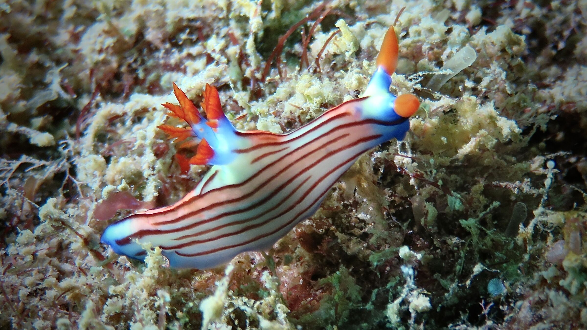 nudibranco