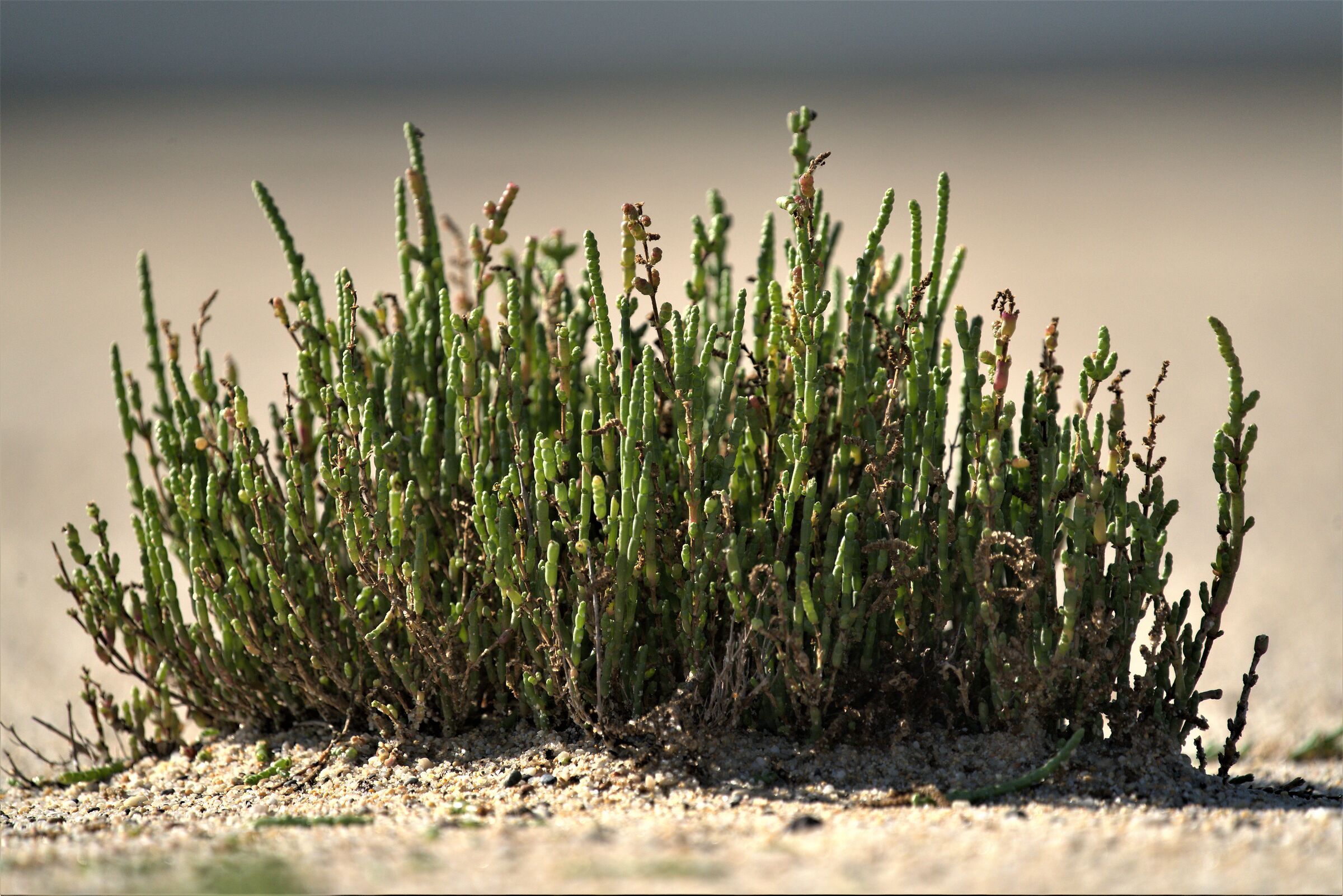 Salicornia