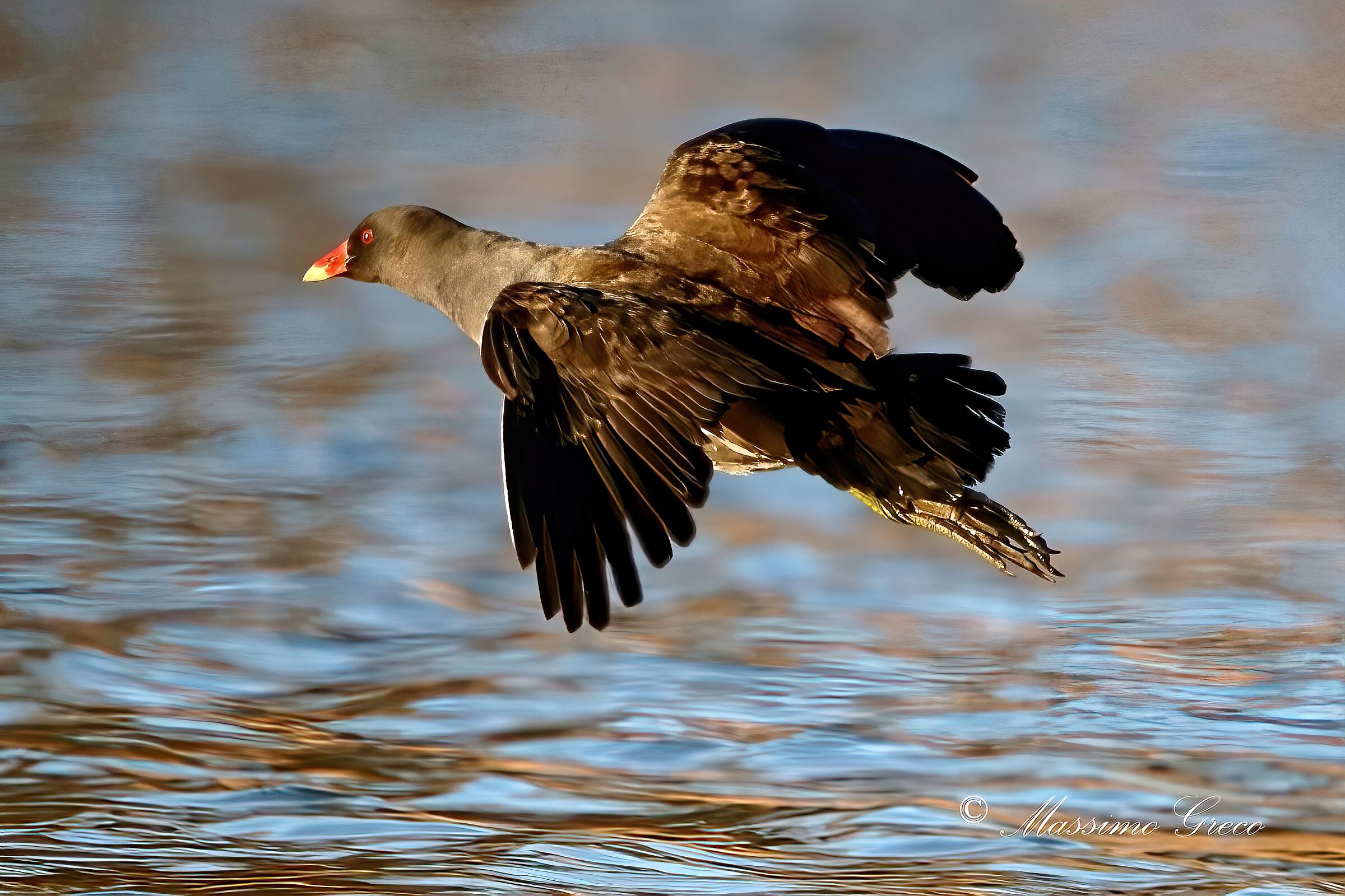 Moorhen (Gallinula chloropus)