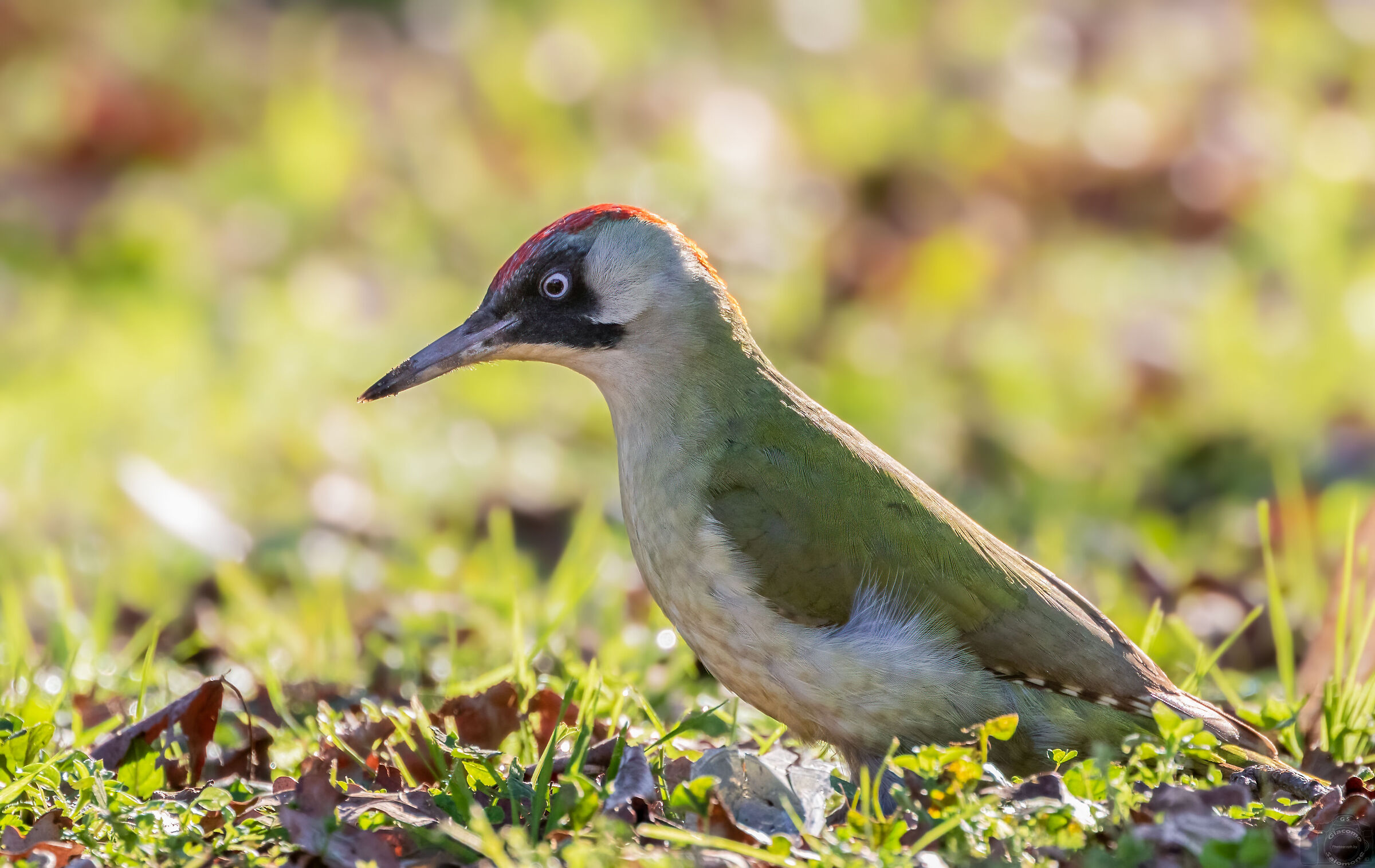 Female Green Woodpecker.