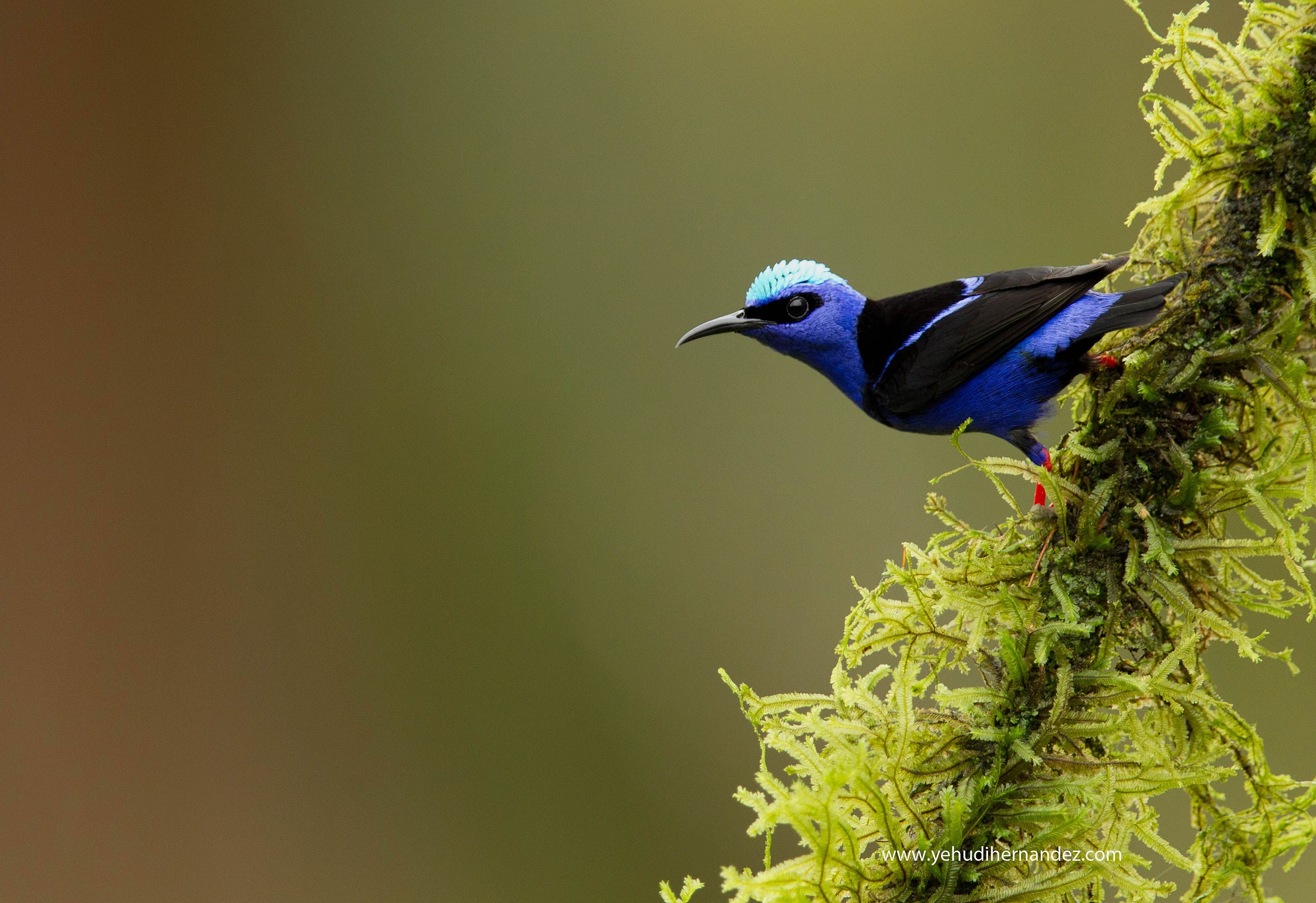 Red Legged Honey Creeper
