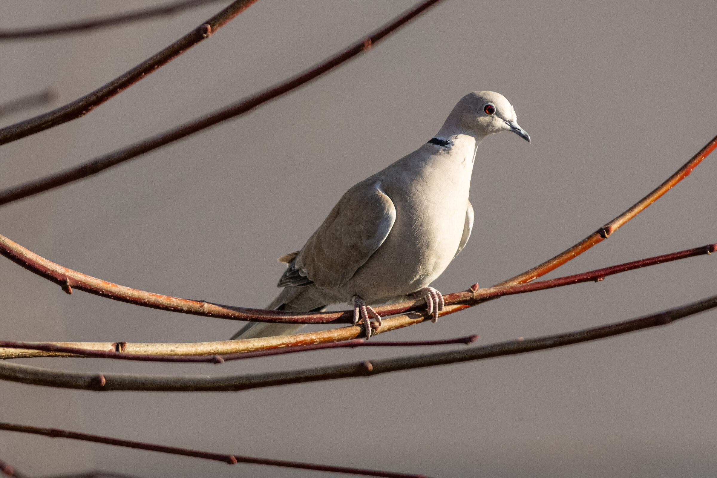 Dove grey (Tests Z9)