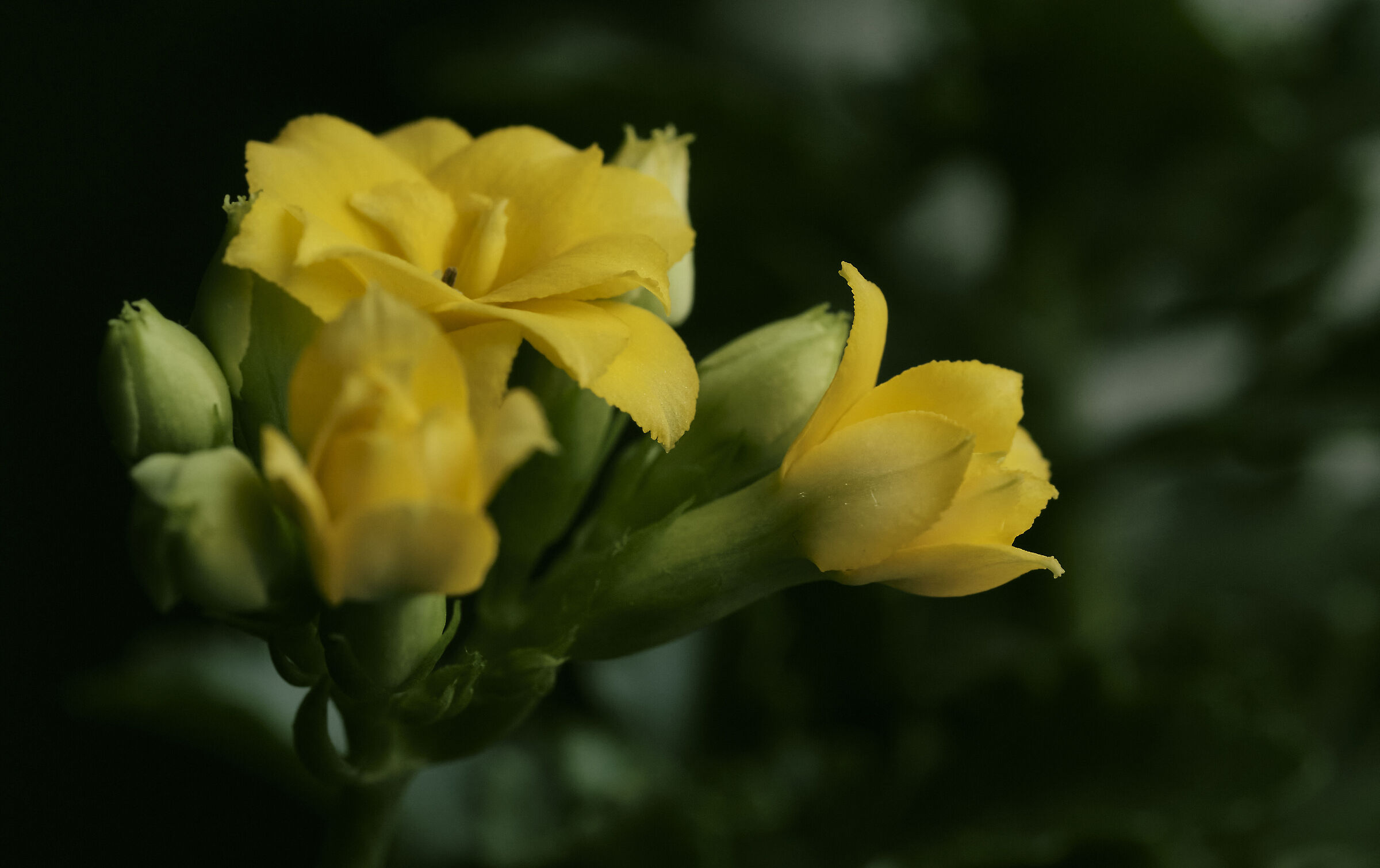 Kalanchoe blossfeldiana