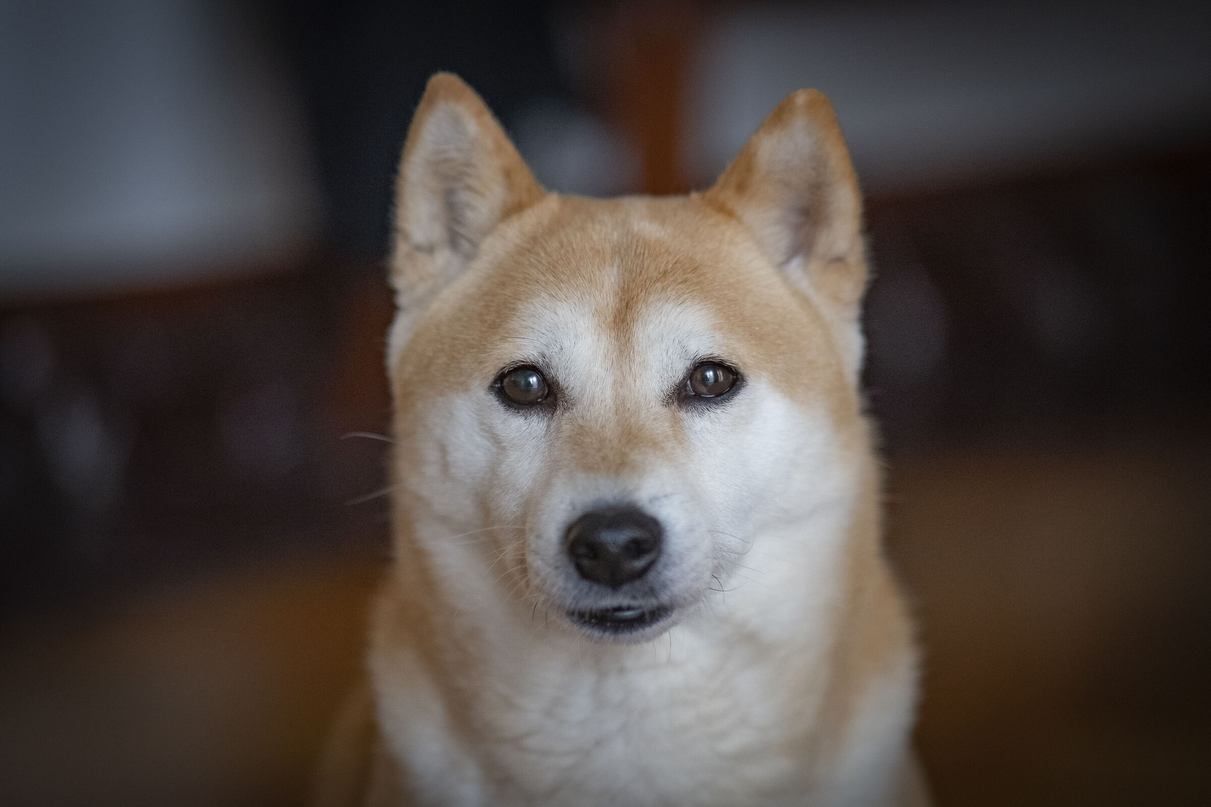 Lo sguardo di Elettra