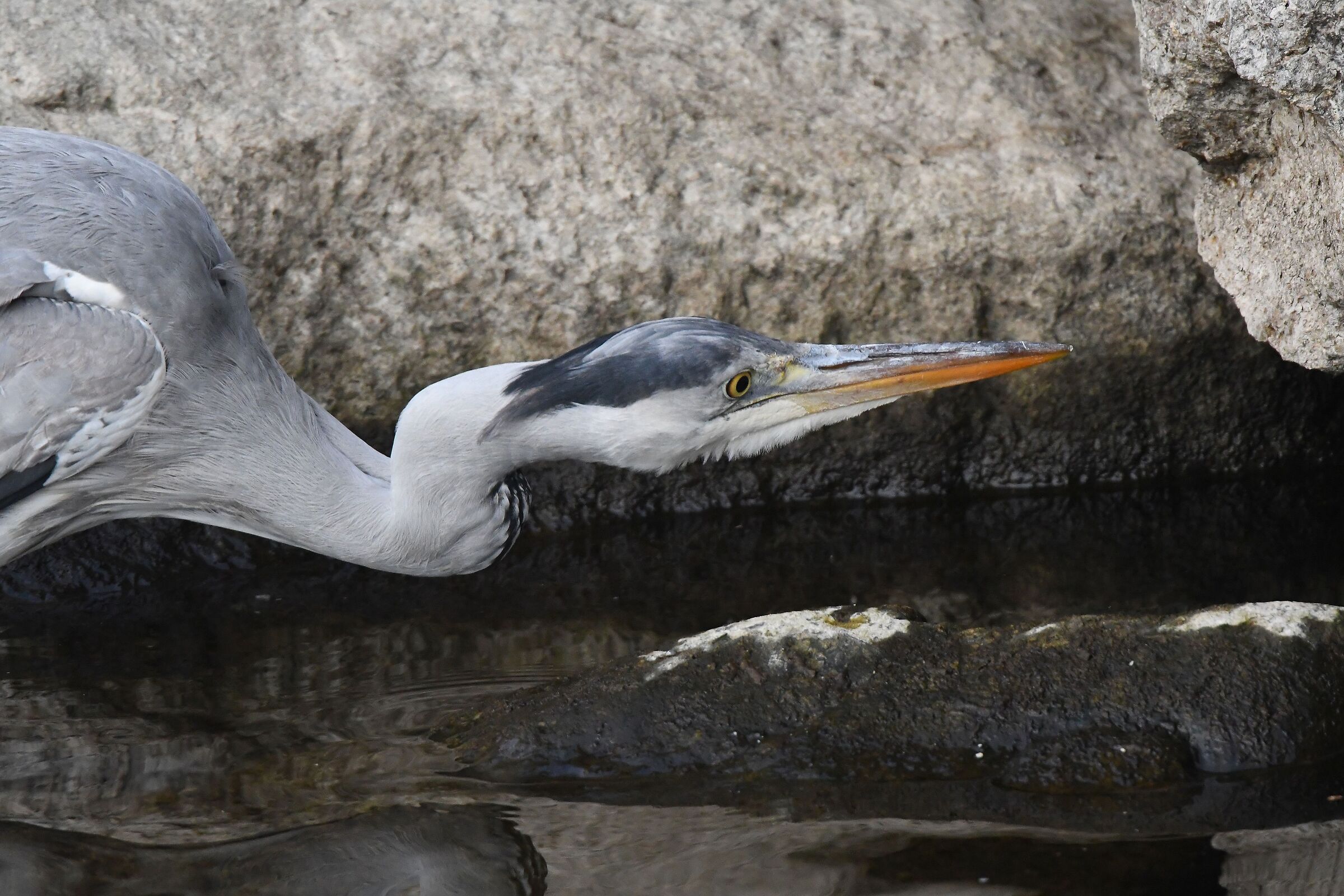 gray heron hunting