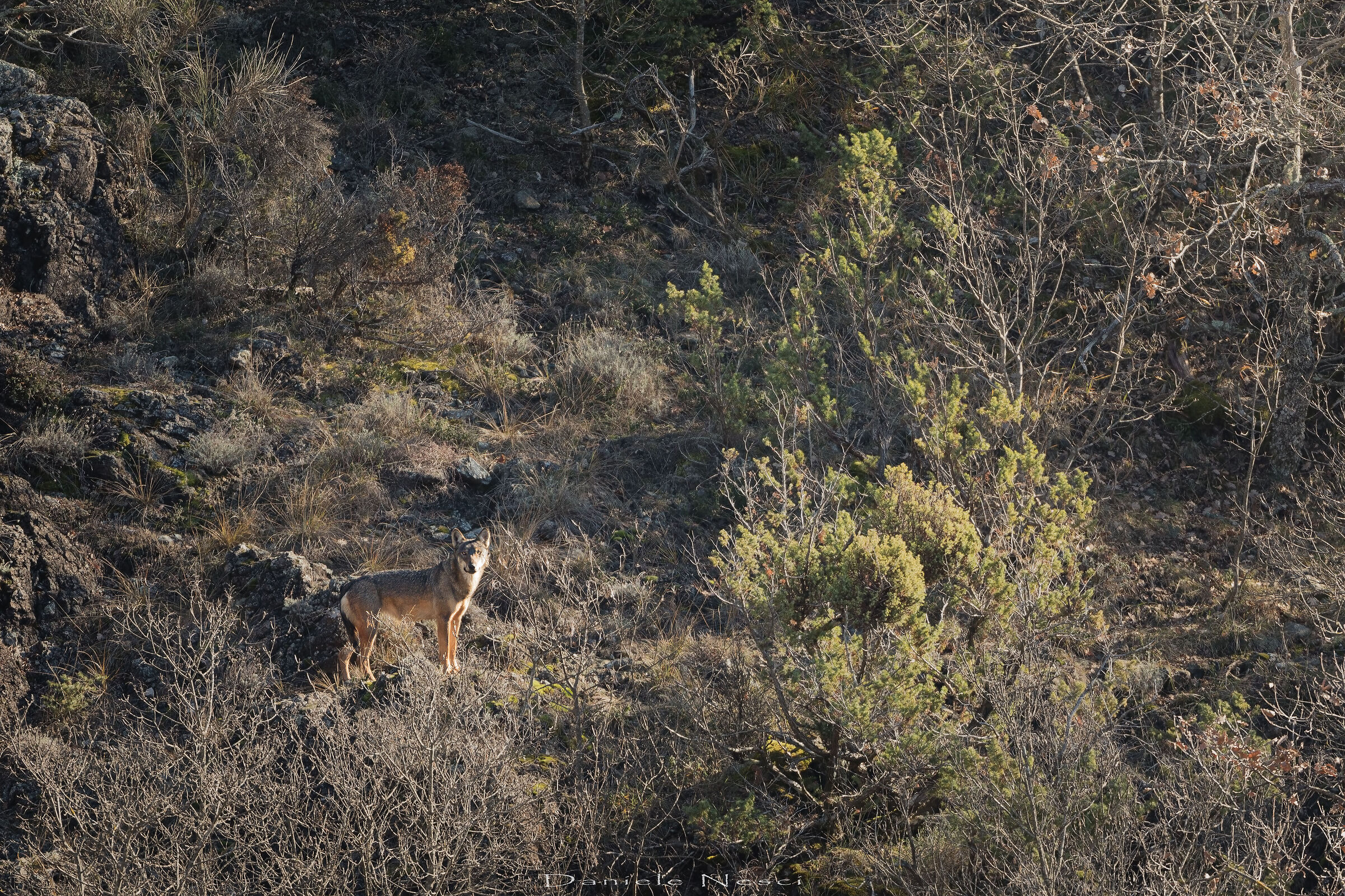 The queen of the hillock allows herself
