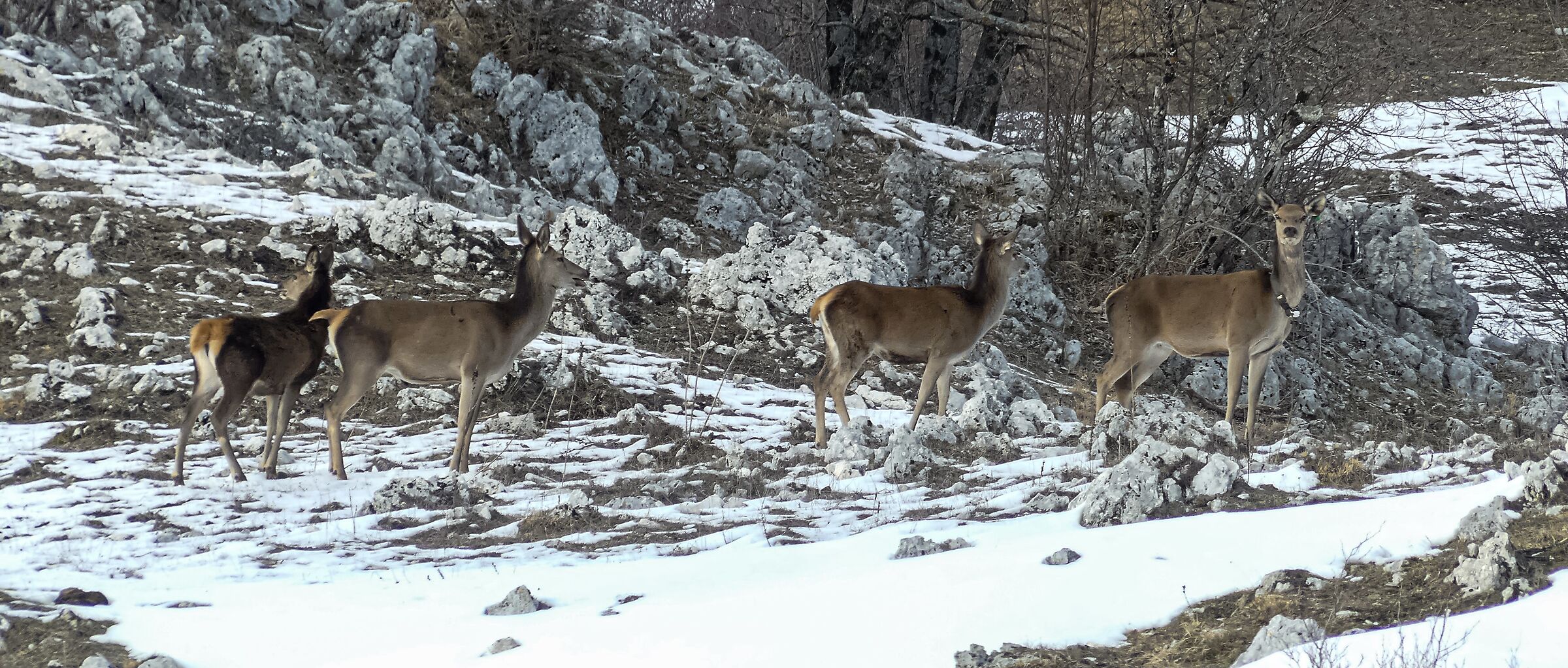 "The Pack Leader and his entourage..."