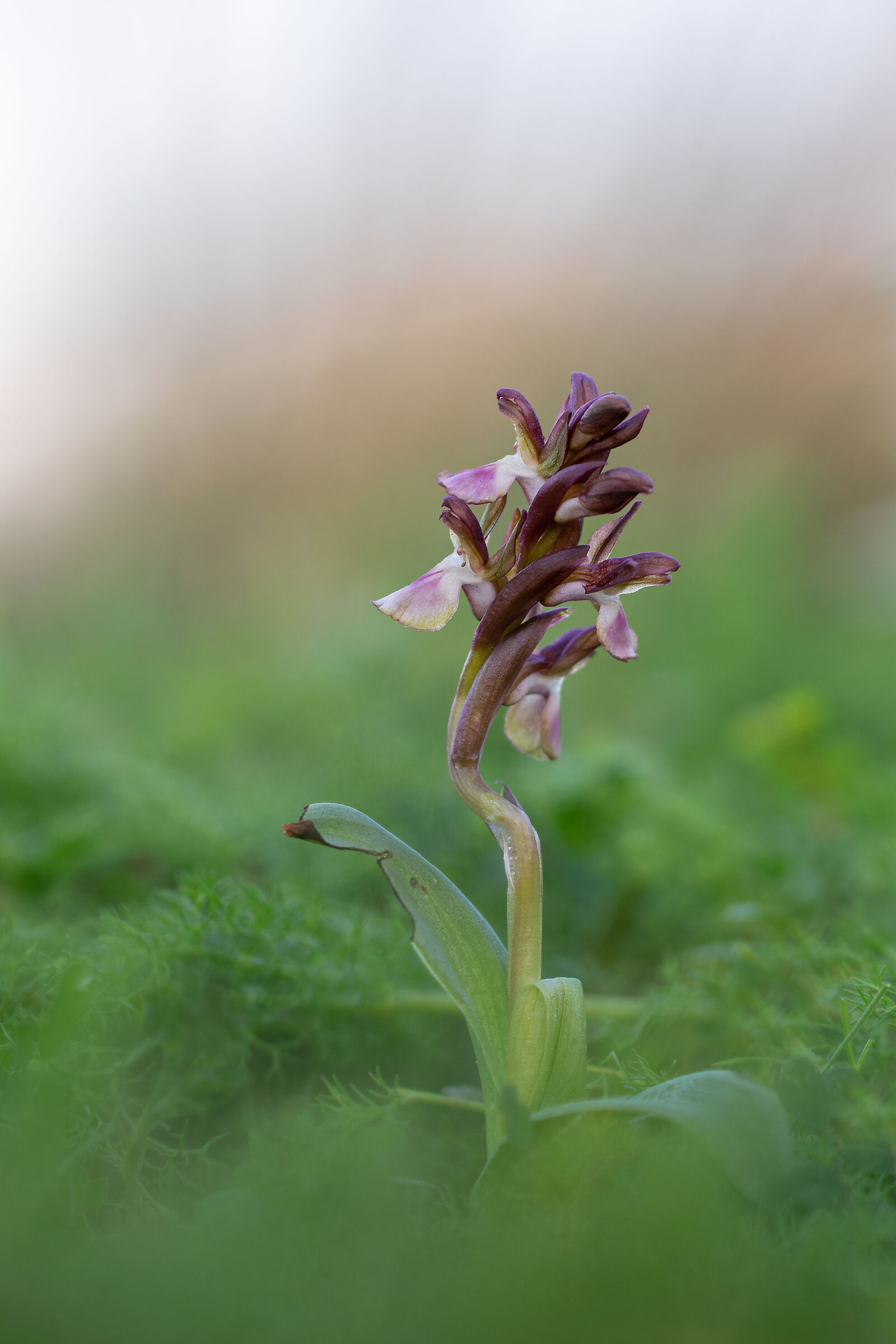 Anacamptis collina 1