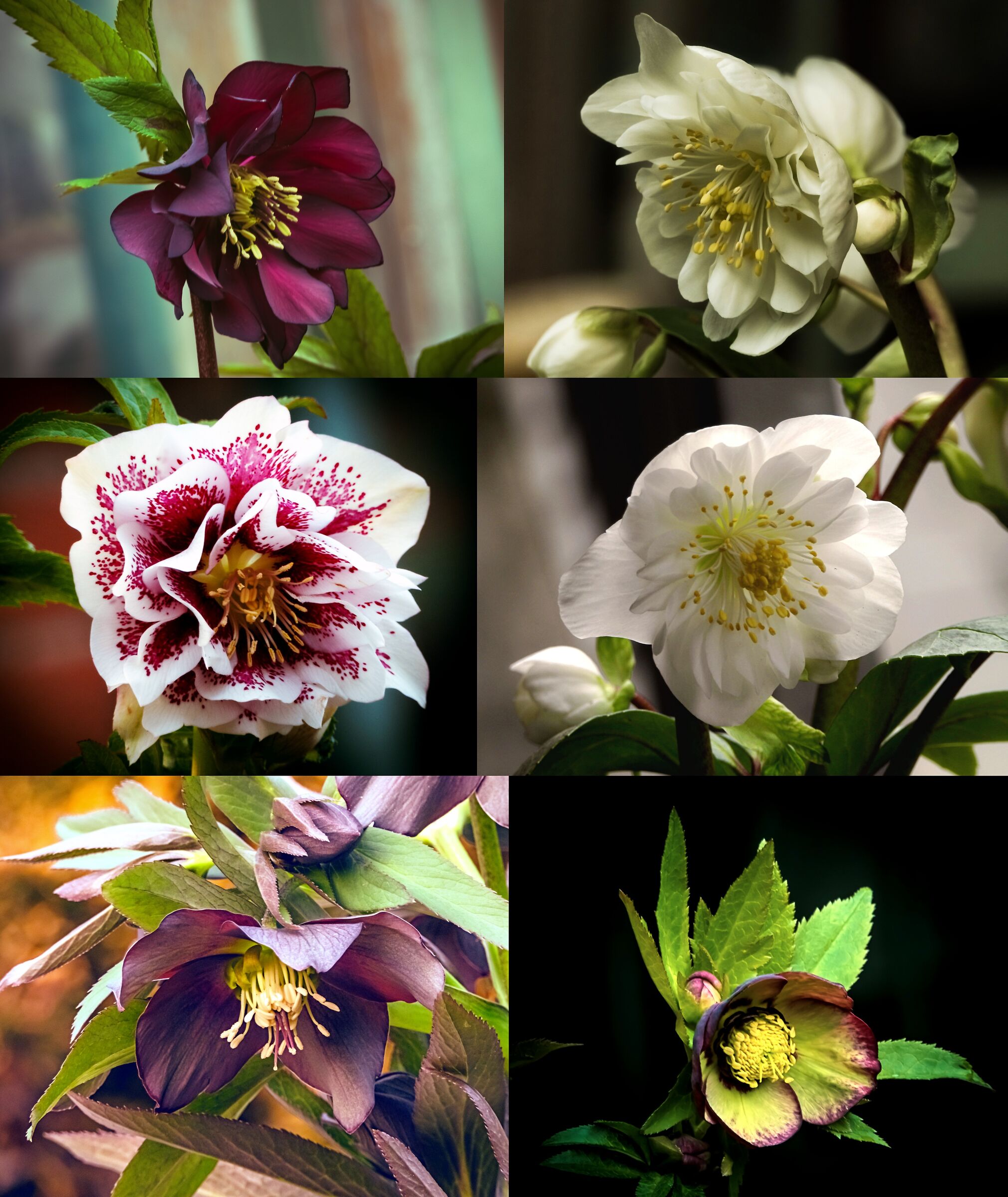 New helleborus 2022