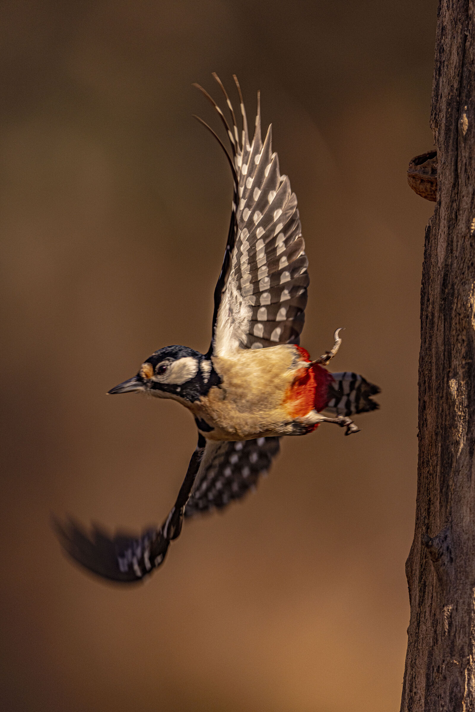 Il picchio rosso maggiore