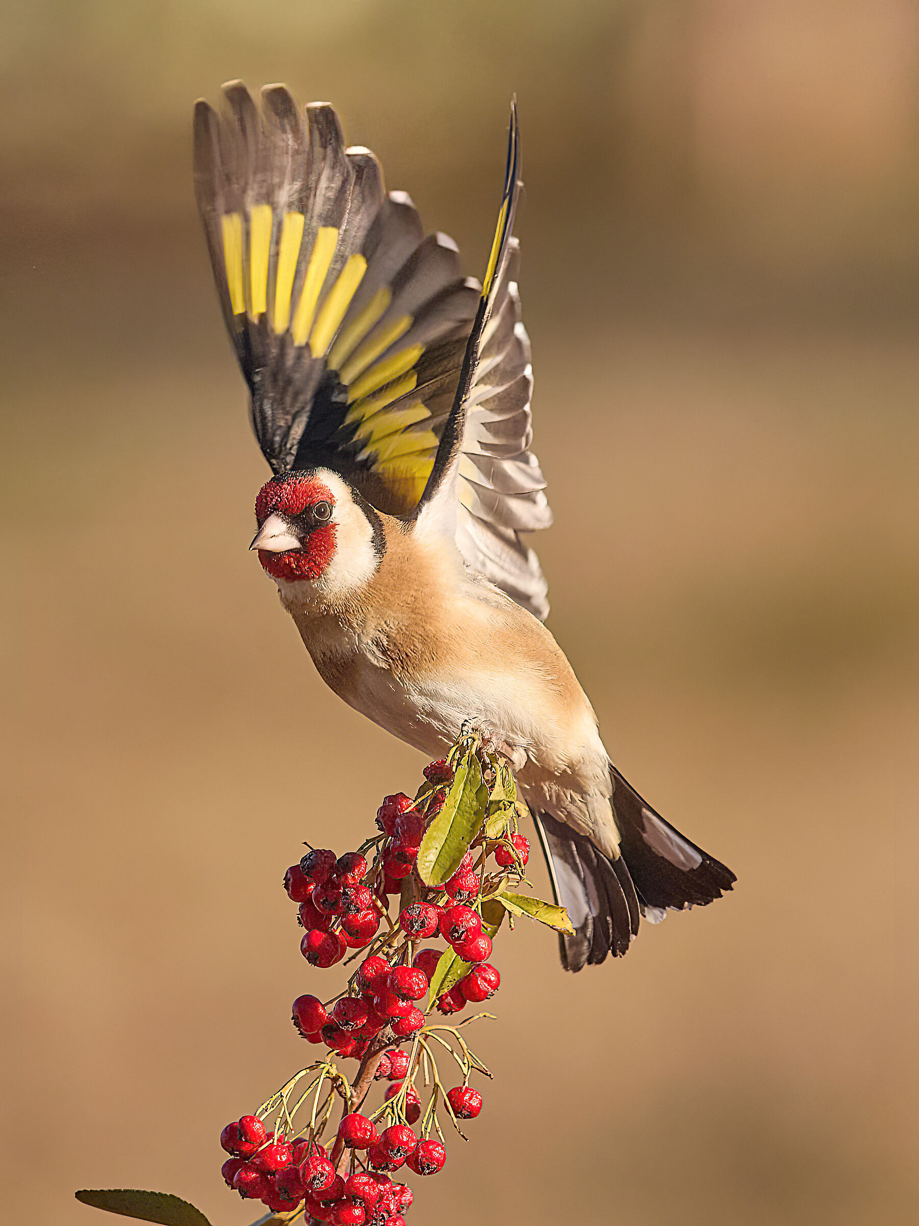 Cardellino ( Carduelis carduelis )