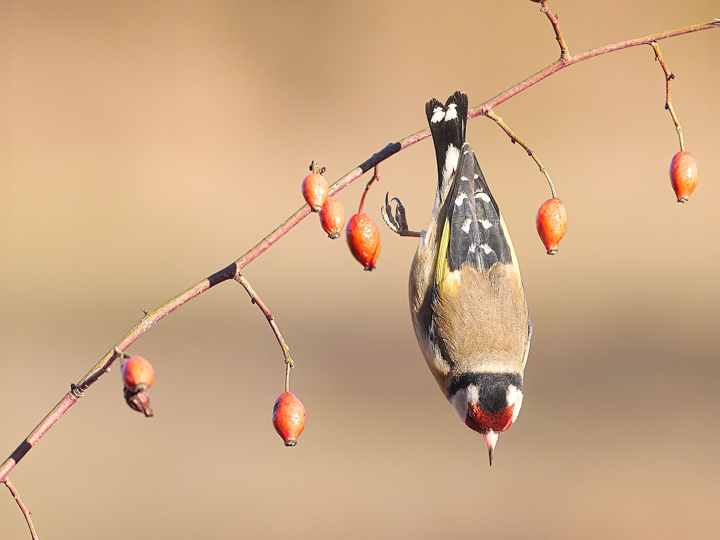 Cardellino ( Carduelis carduelis )