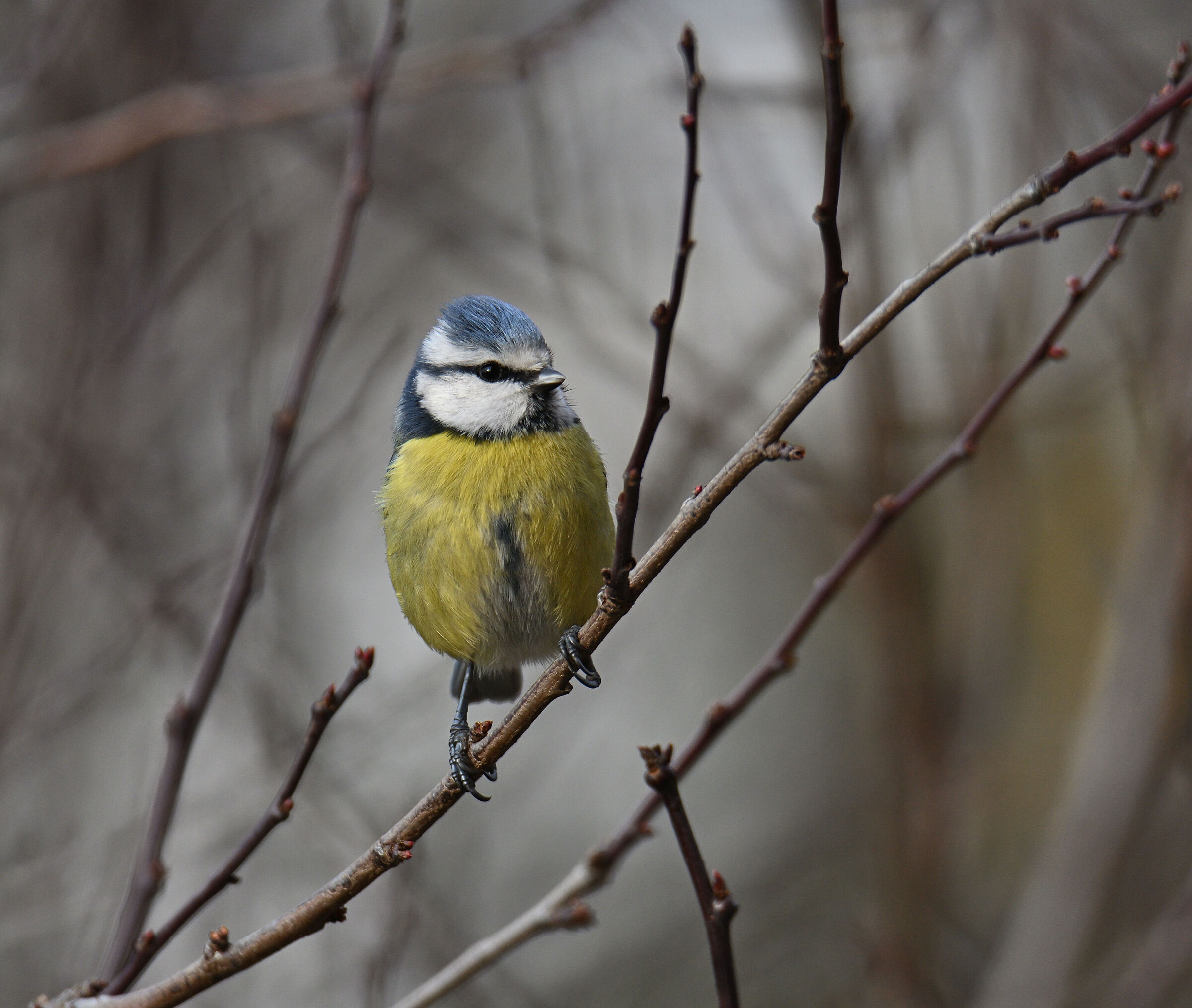 La cinciarella...sempre presente!!!