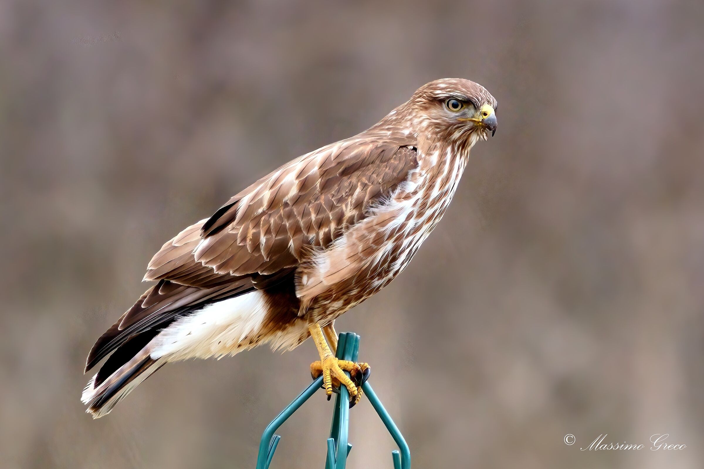 Buzzard (Buteo buteo)