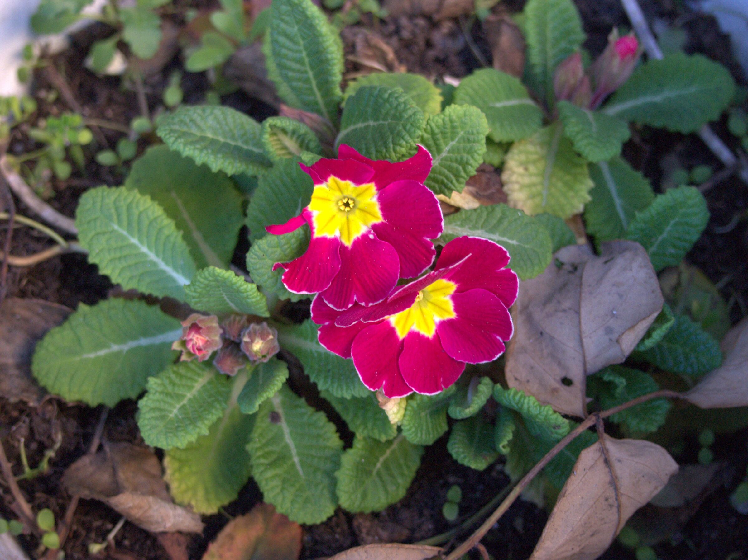 Test Olympus