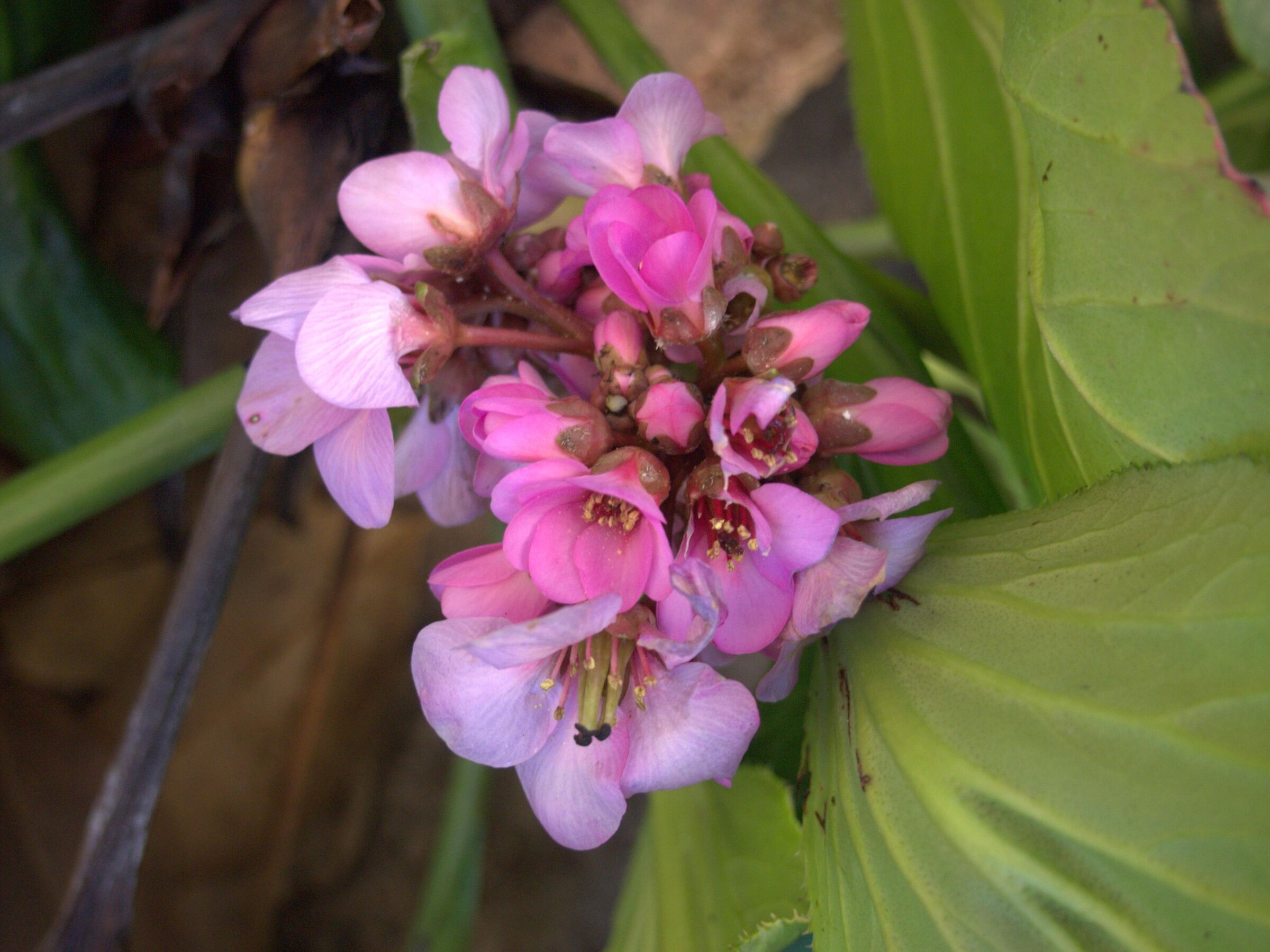 Test Olympus