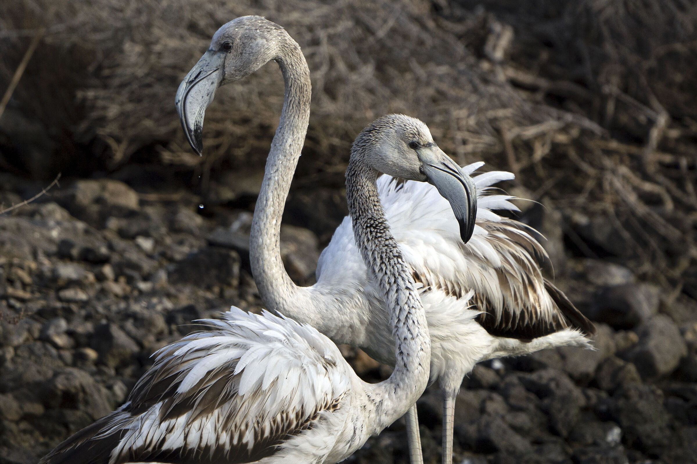Flamingos - WWF Oasis Orbetello Lagoon