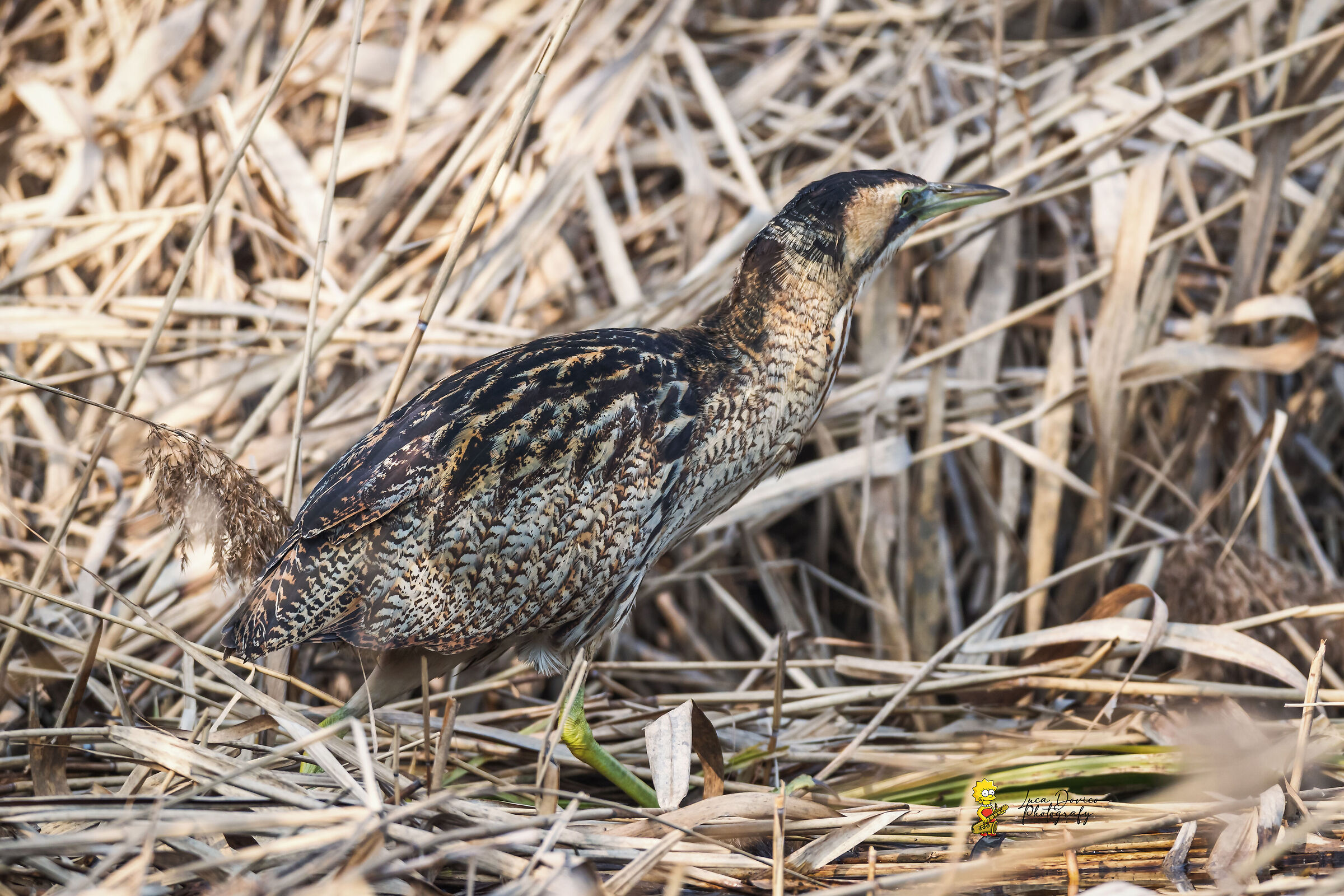 bittern