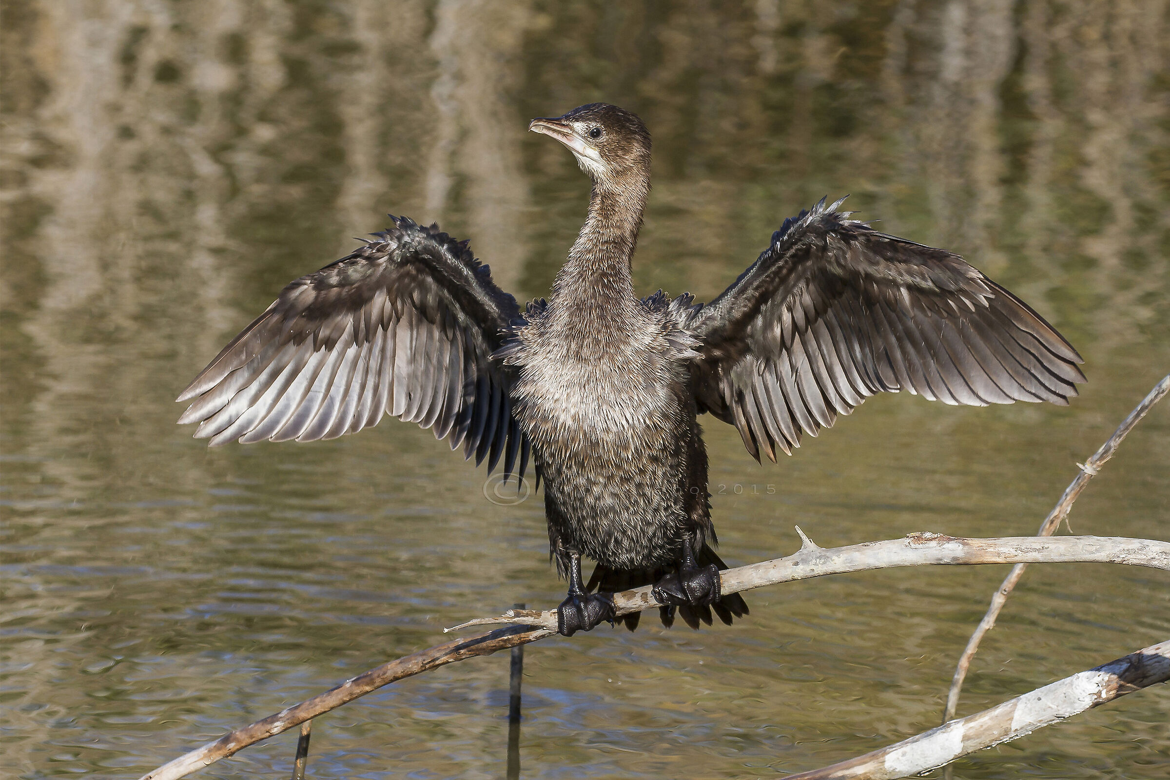 Marangone minore (Microcarbo pygmeus)