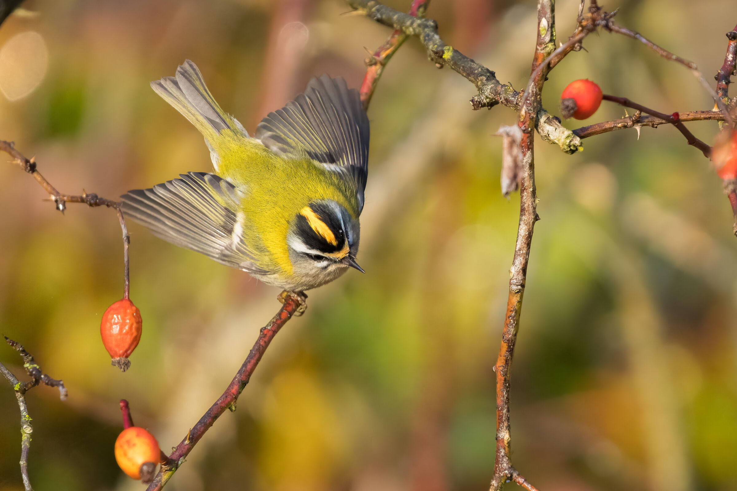 Firecrest