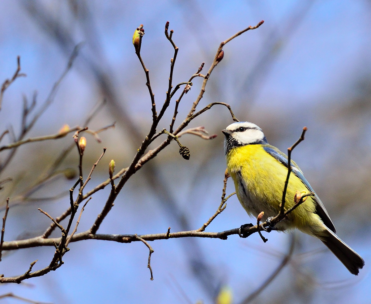 Cinciarella - ritratto